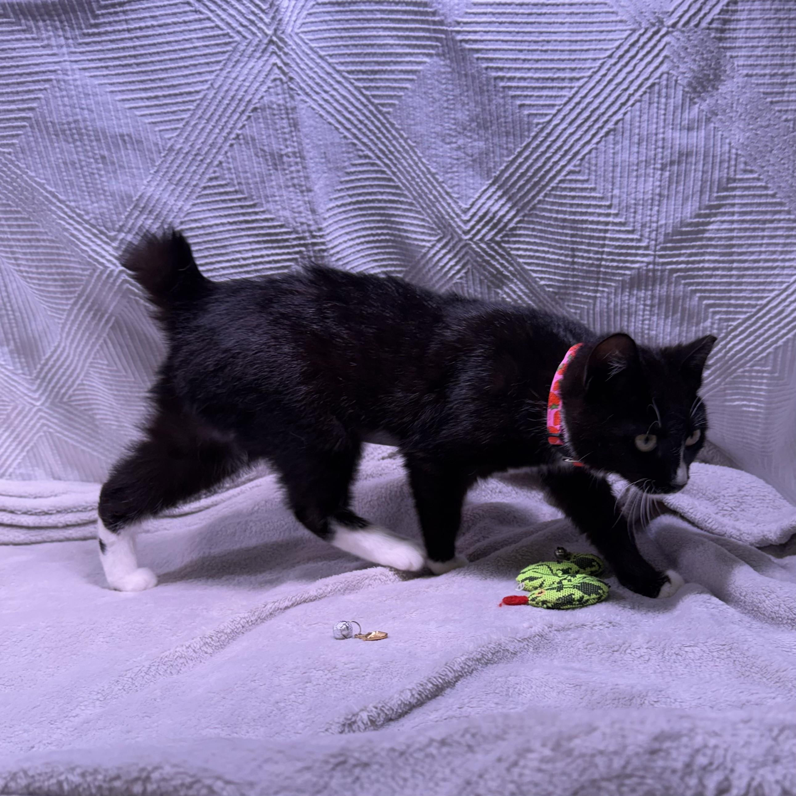 Enlarge Janey, a ADOPTABLE mixed breed in Milton, FL image 3/6