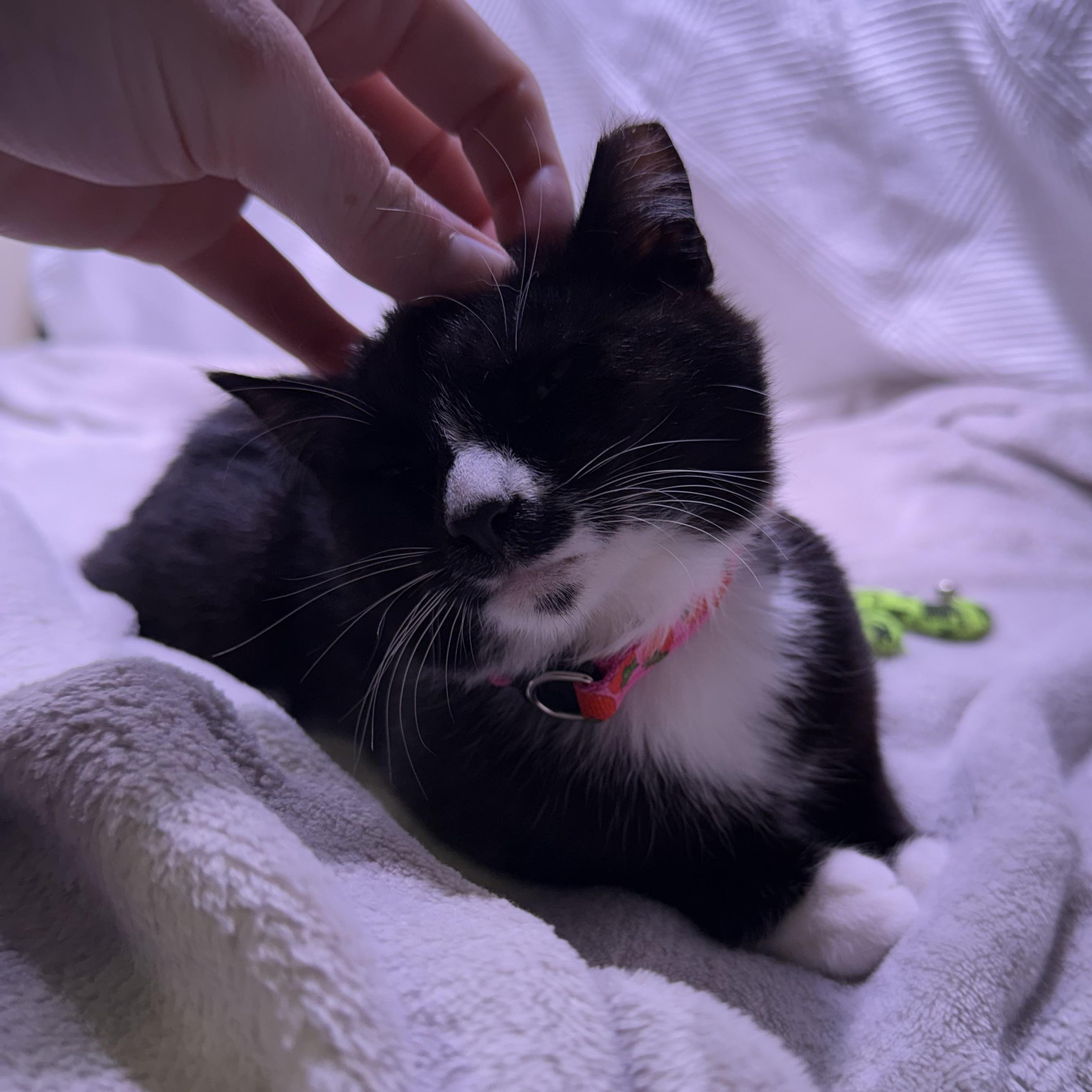 Enlarge Janey, a ADOPTABLE mixed breed in Milton, FL image 4/6