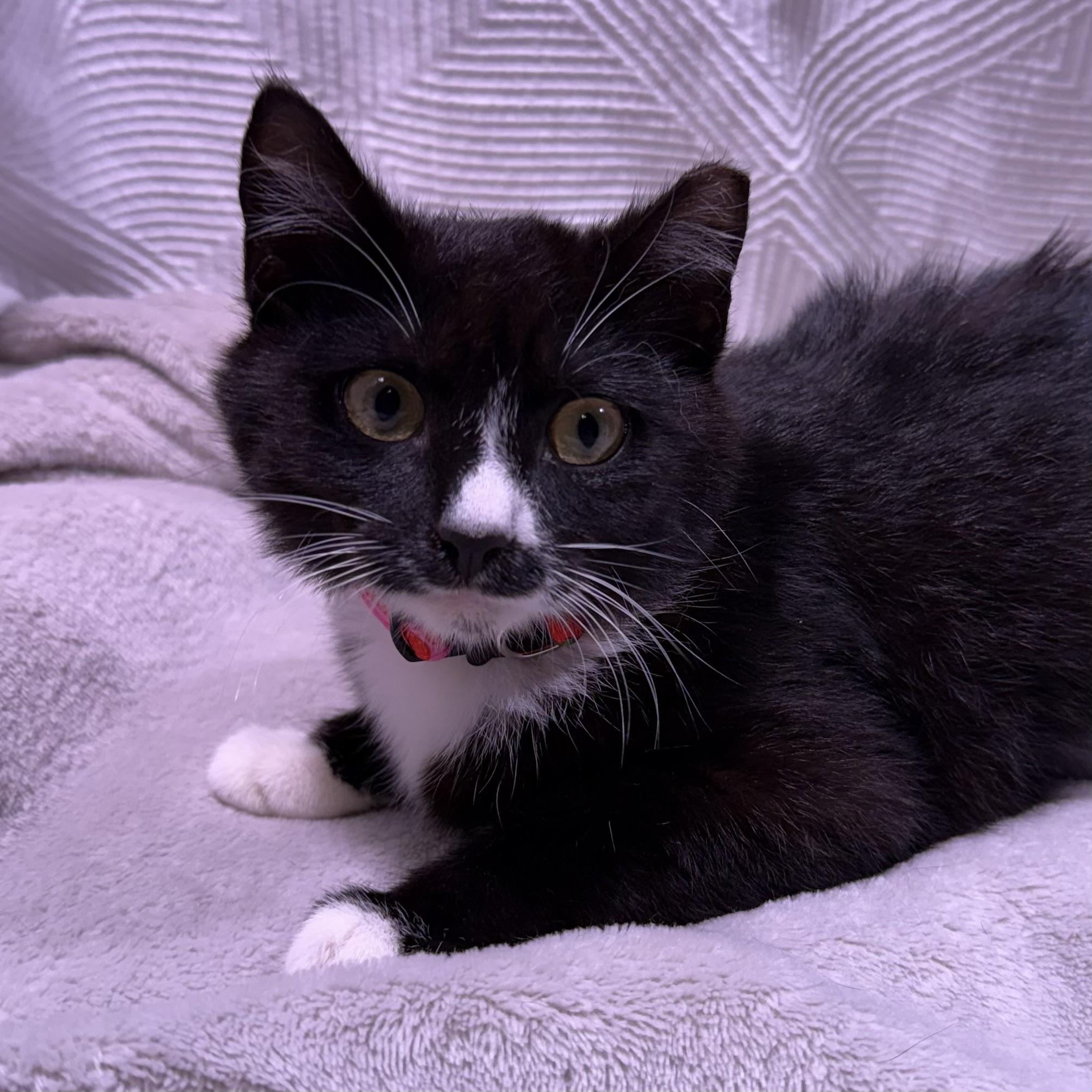 Enlarge Janey, a ADOPTABLE mixed breed in Milton, FL image 2/6