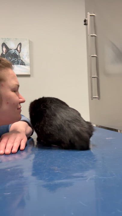 Enlarge Janey, an adopted mixed breed in Milton, FL video 6/6