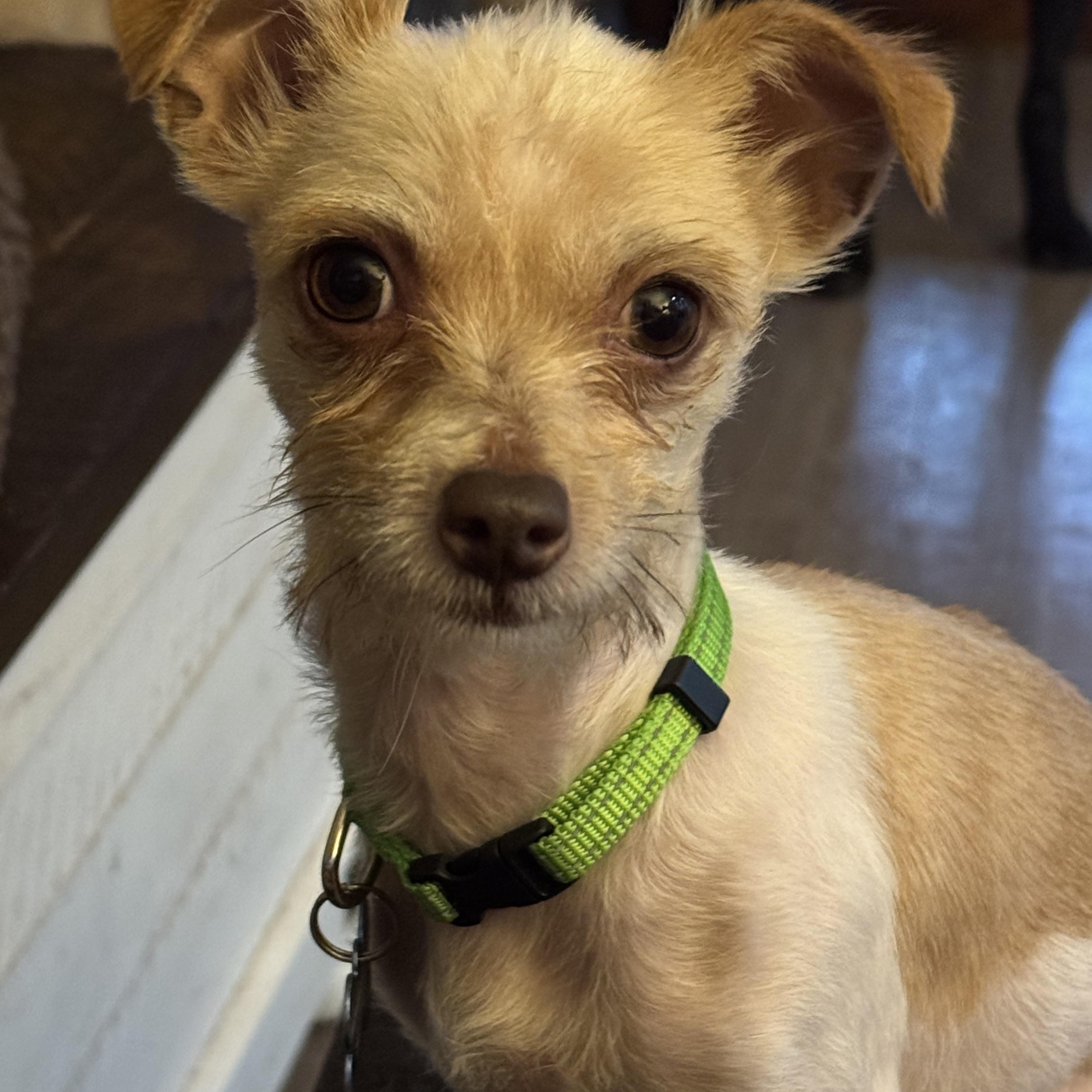 Darby, adopted, Adult Female Chihuahua & Yorkshire Terrier.