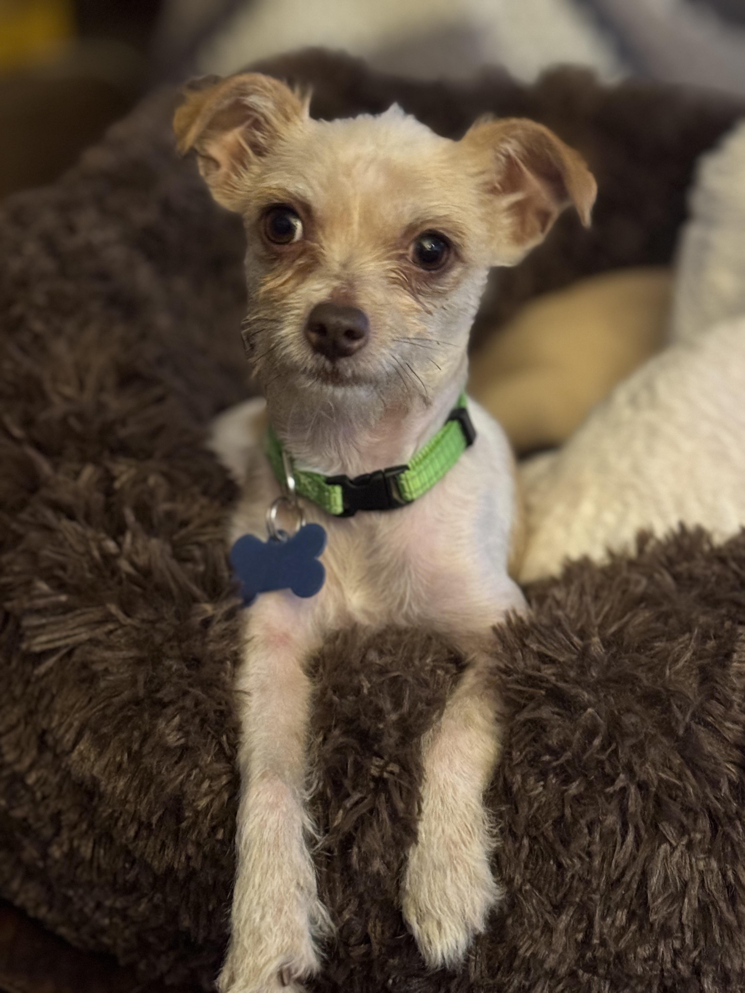 Darby, an adopted mixed breed in Grosse Pointe Park, MI image 2/4