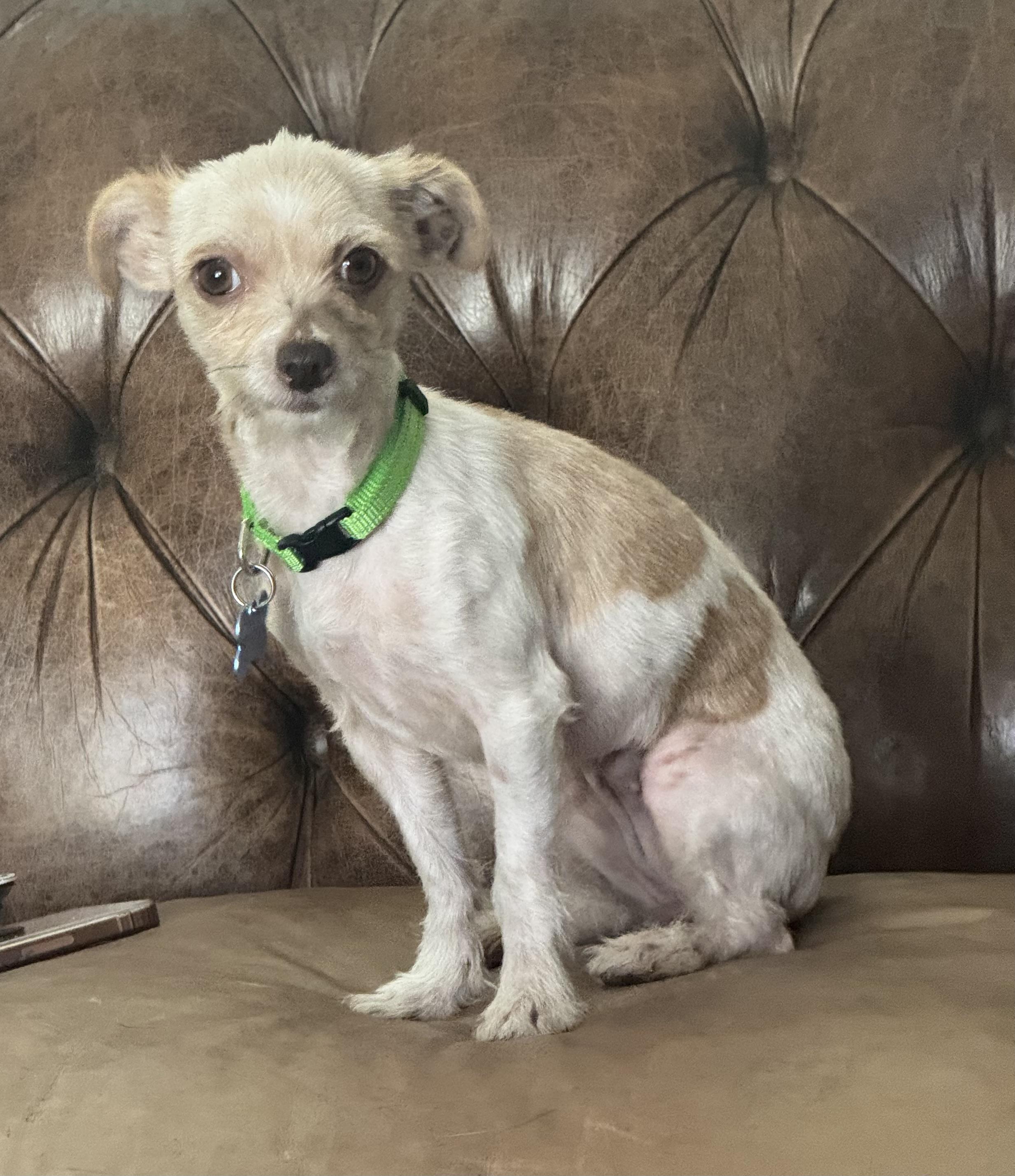 Darby, an adopted mixed breed in Grosse Pointe Park, MI image 3/4
