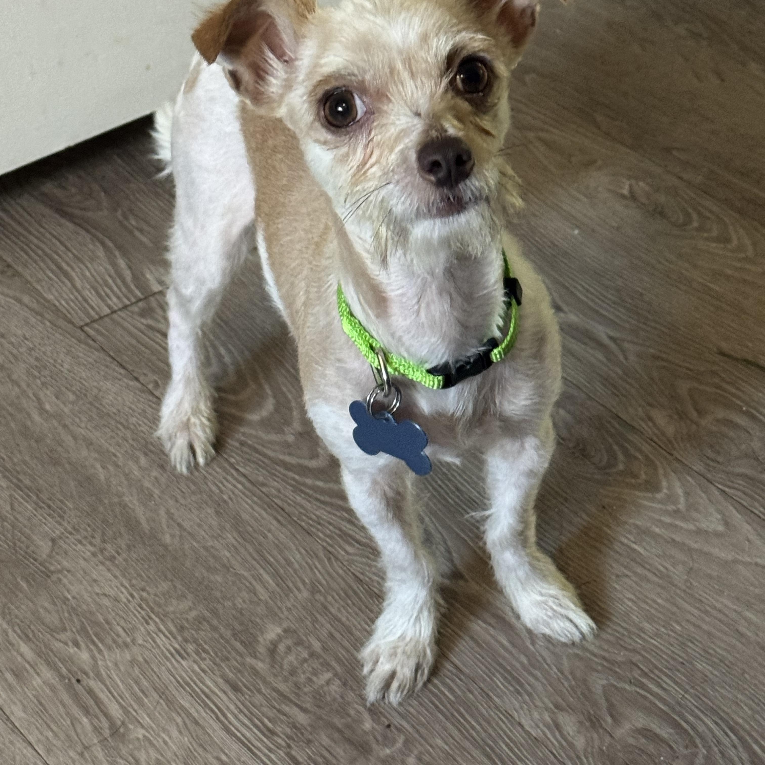Darby, an adopted mixed breed in Grosse Pointe Park, MI image 4/4