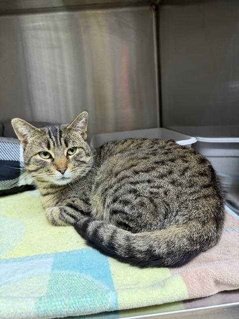 Torence, Adoptable, Adult Male Domestic Short Hair.