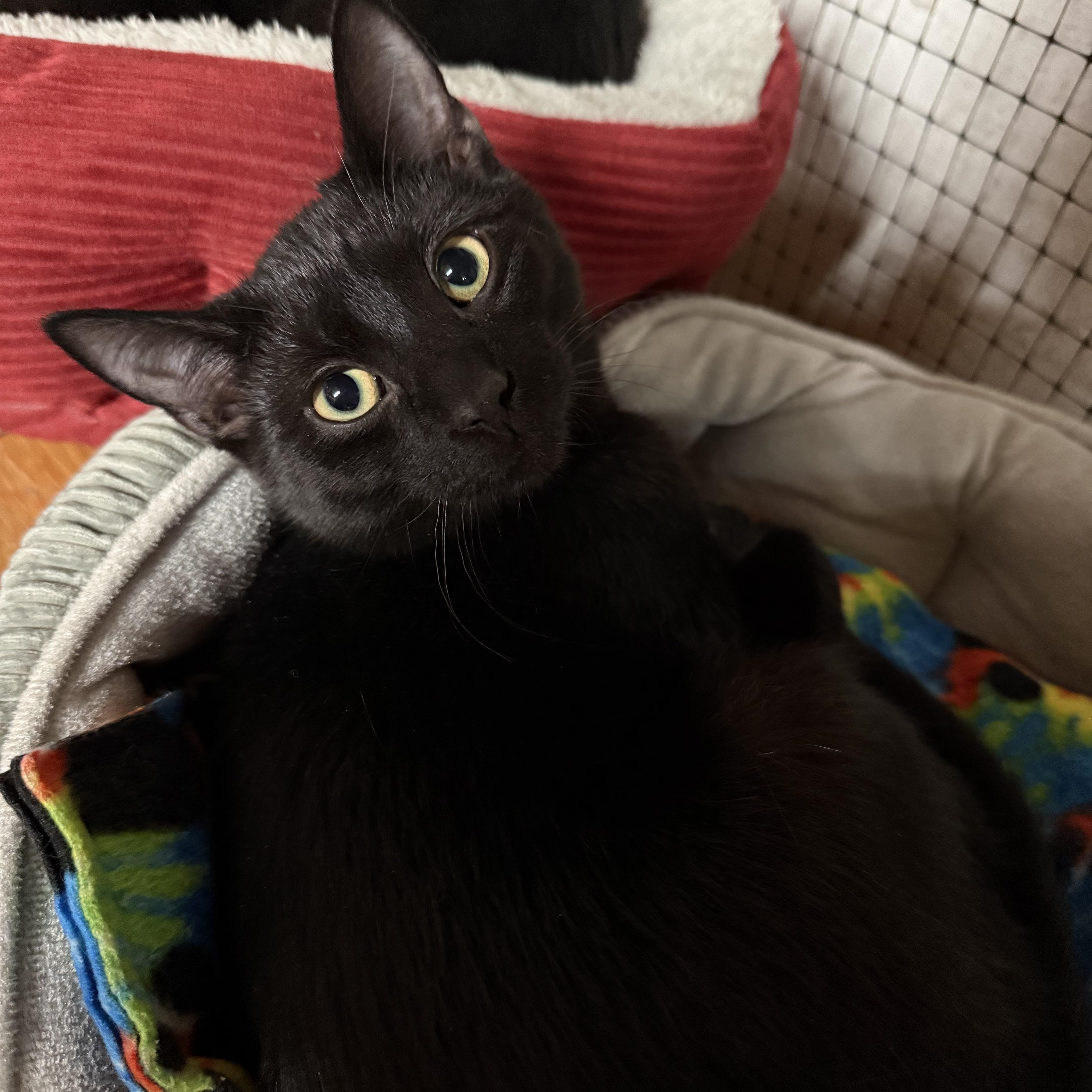 Enlarge Morris, a ADOPTABLE Domestic Short Hair in East Amherst, NY image 1/4