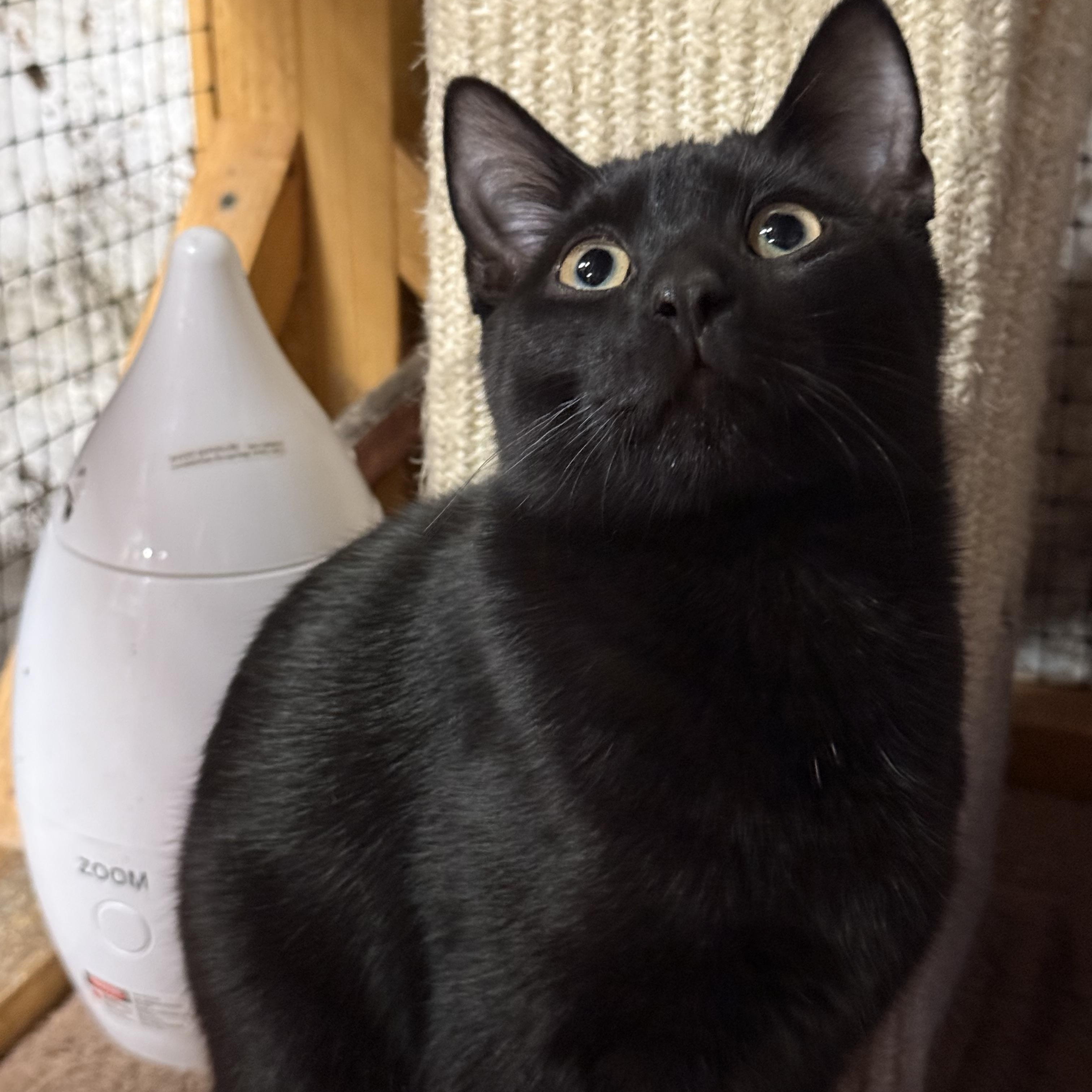 Enlarge Morris, a ADOPTABLE Domestic Short Hair in East Amherst, NY image 4/4