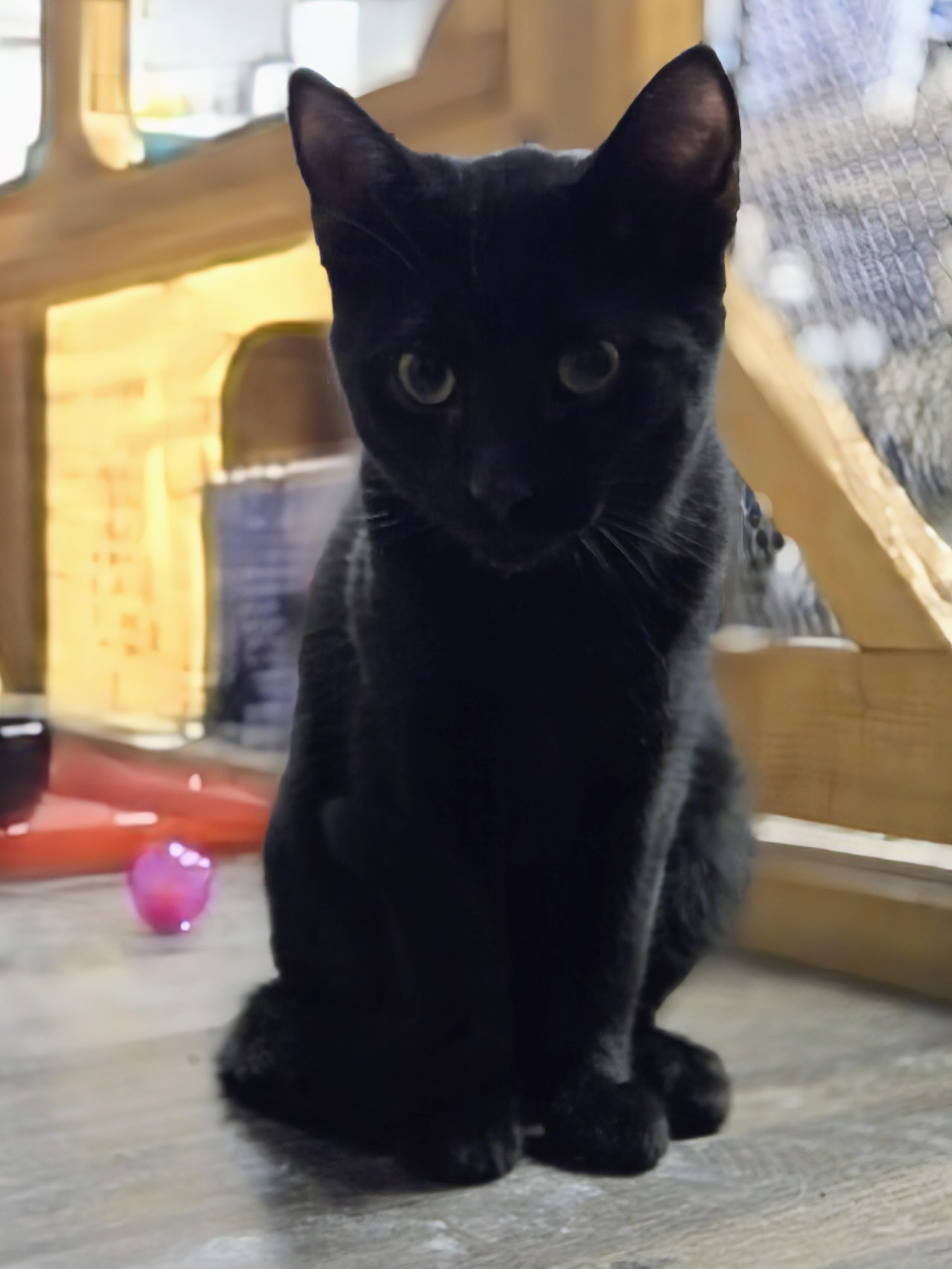 Enlarge Morris, an adopted Domestic Short Hair in East Amherst, NY image 6/6