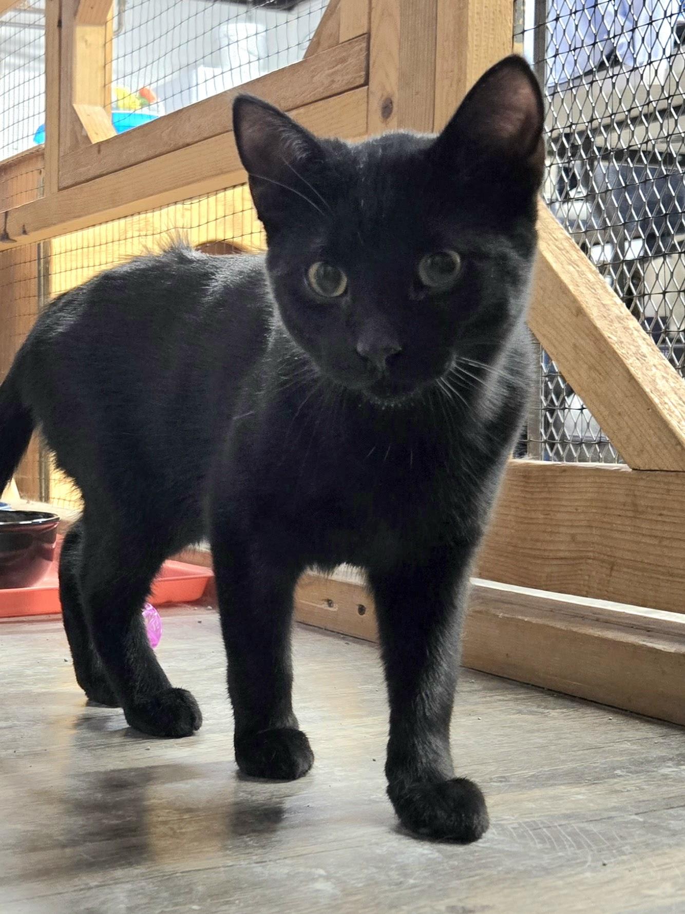 Enlarge Morris, an adopted Domestic Short Hair in East Amherst, NY image 2/6