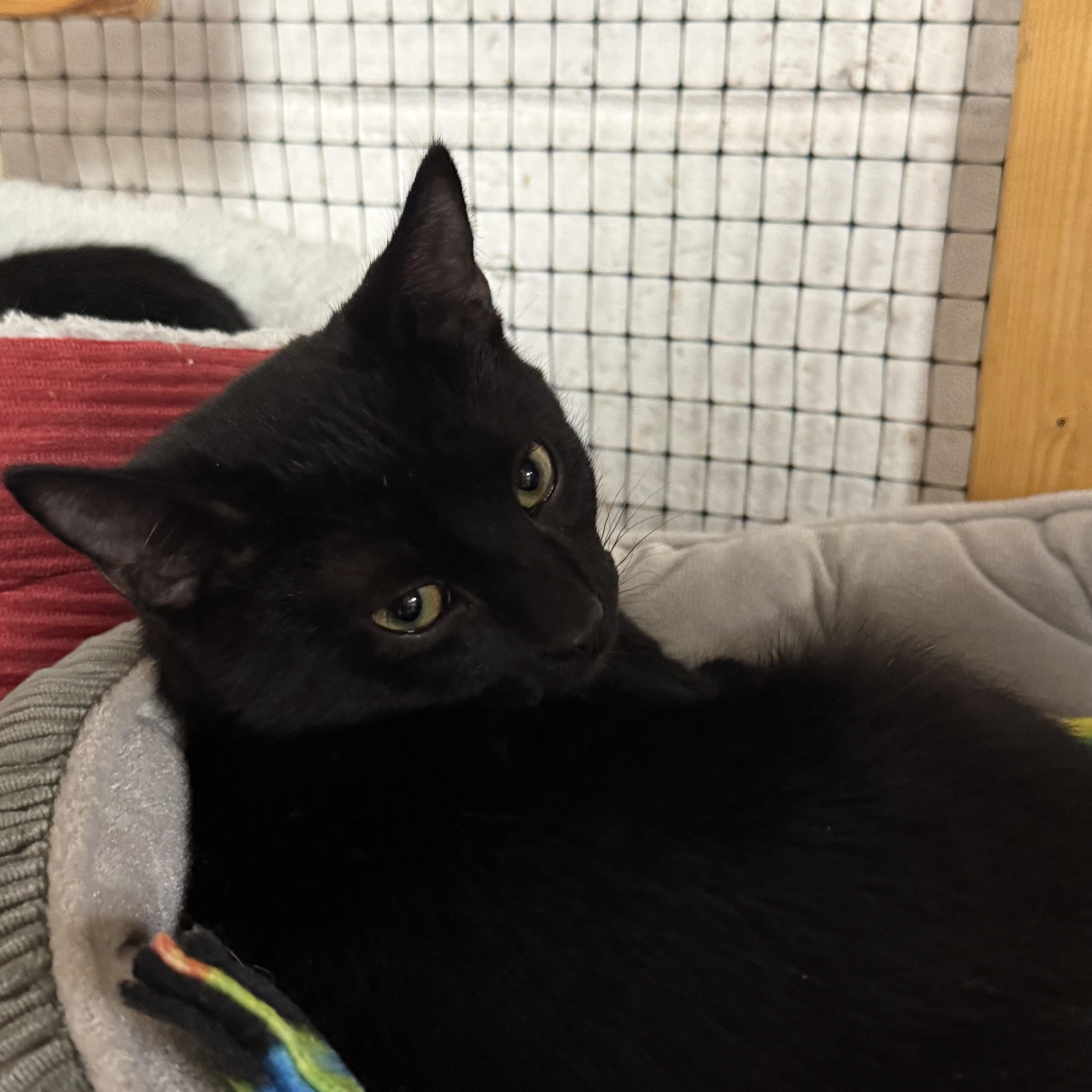 Enlarge Morris, a ADOPTABLE Domestic Short Hair in East Amherst, NY image 3/4