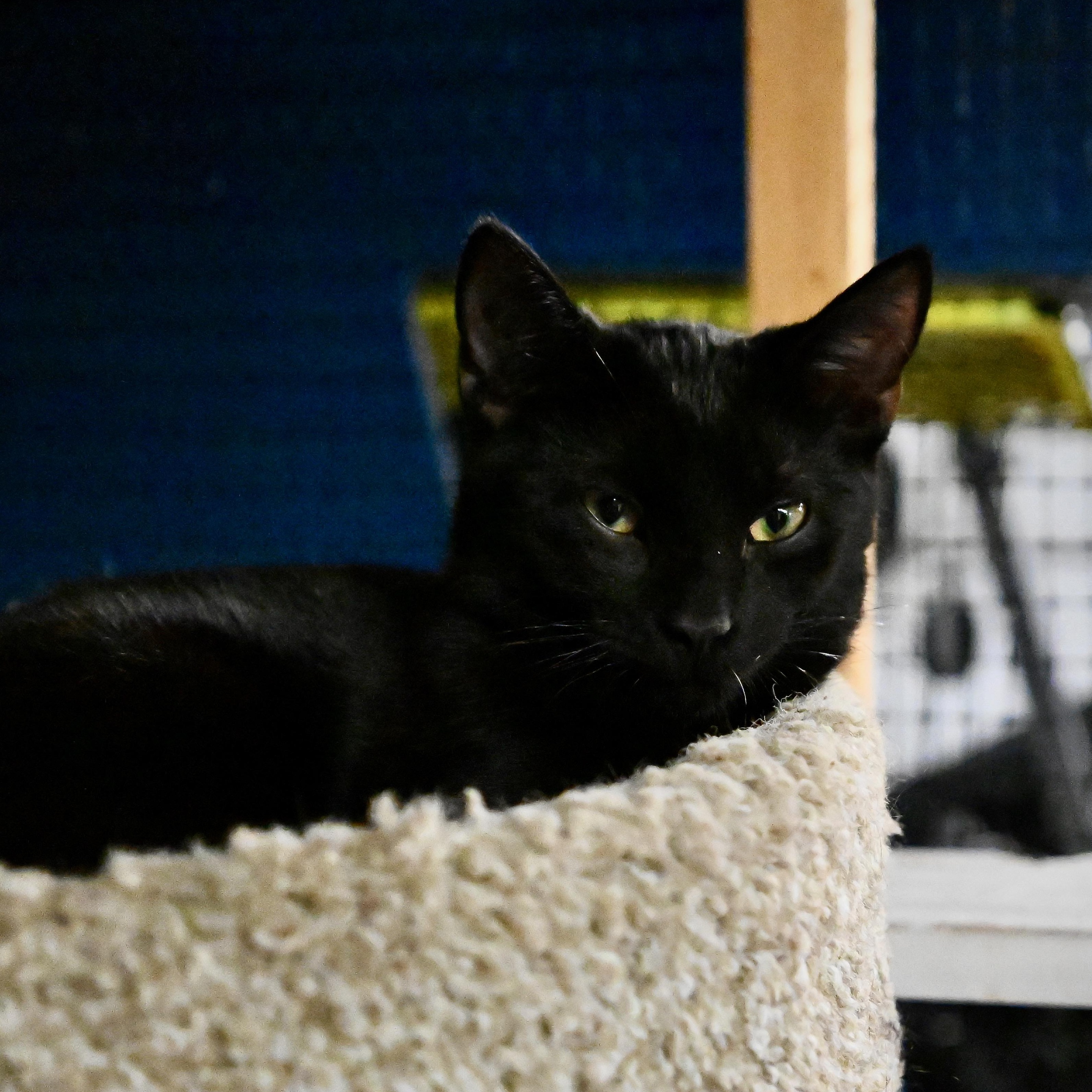 Enlarge Morris, an adopted Domestic Short Hair in East Amherst, NY image 5/6