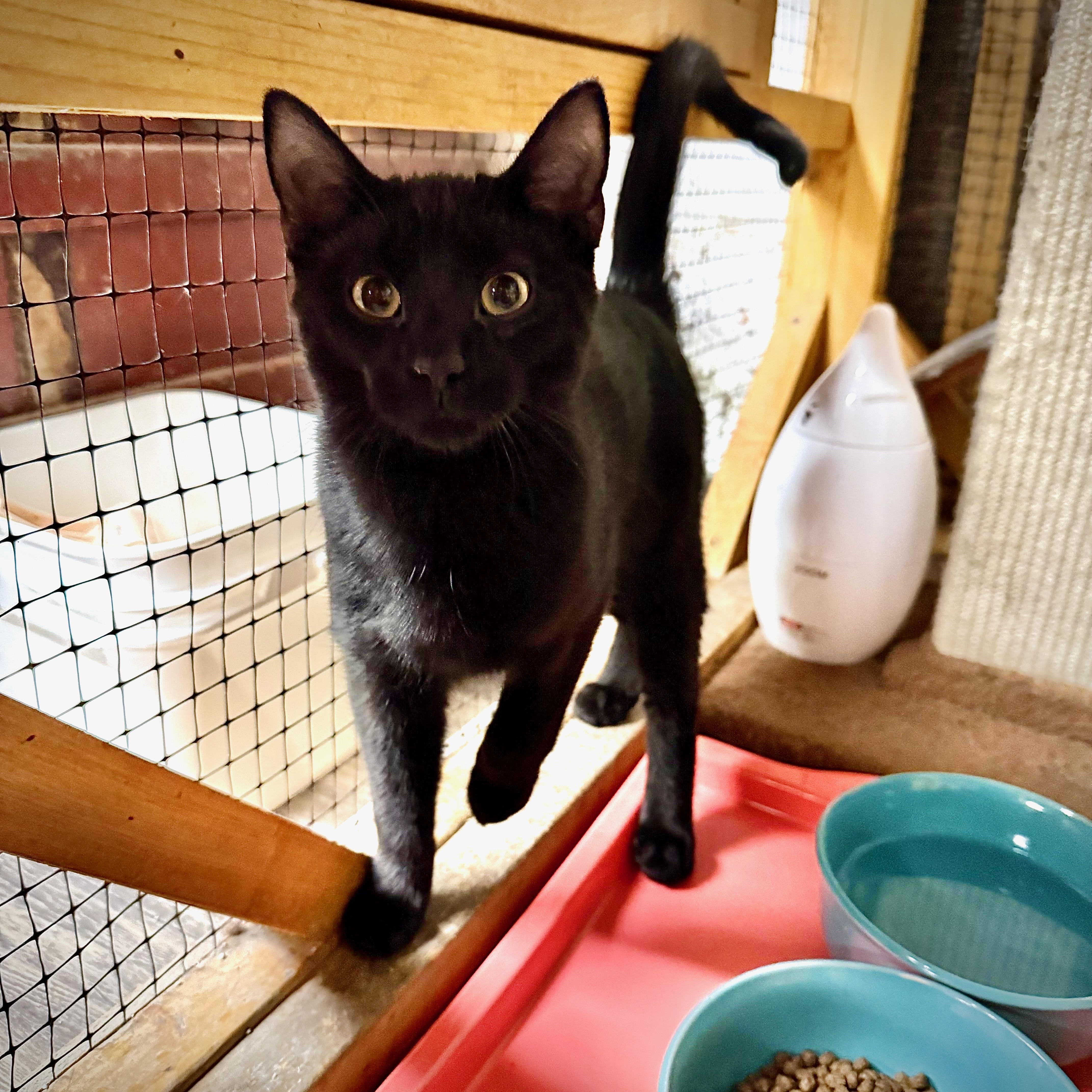 Enlarge Morris, a ADOPTABLE Domestic Short Hair in East Amherst, NY image 2/4