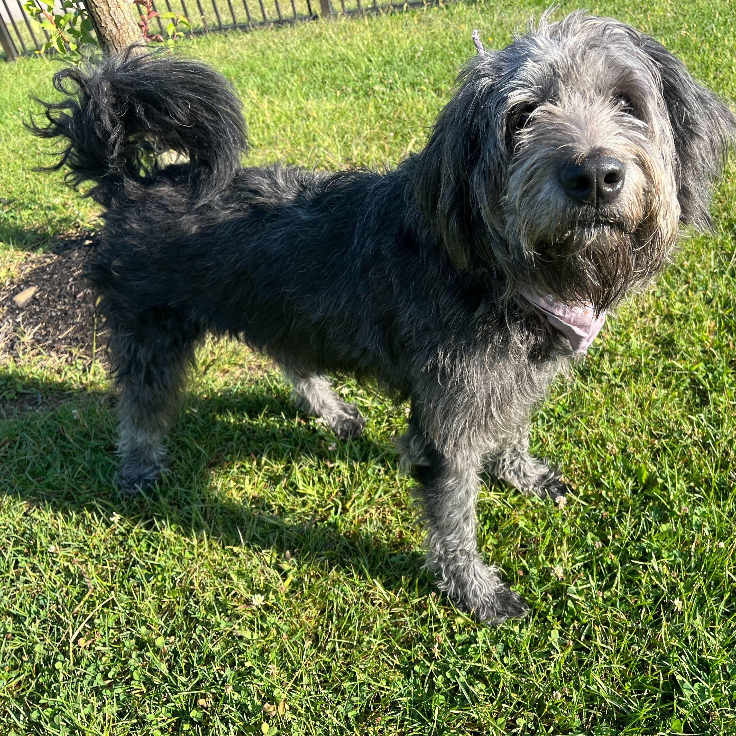 Vader, an adoptable Mixed Breed in Canal Winchester, OH, 43110 | Photo Image 5
