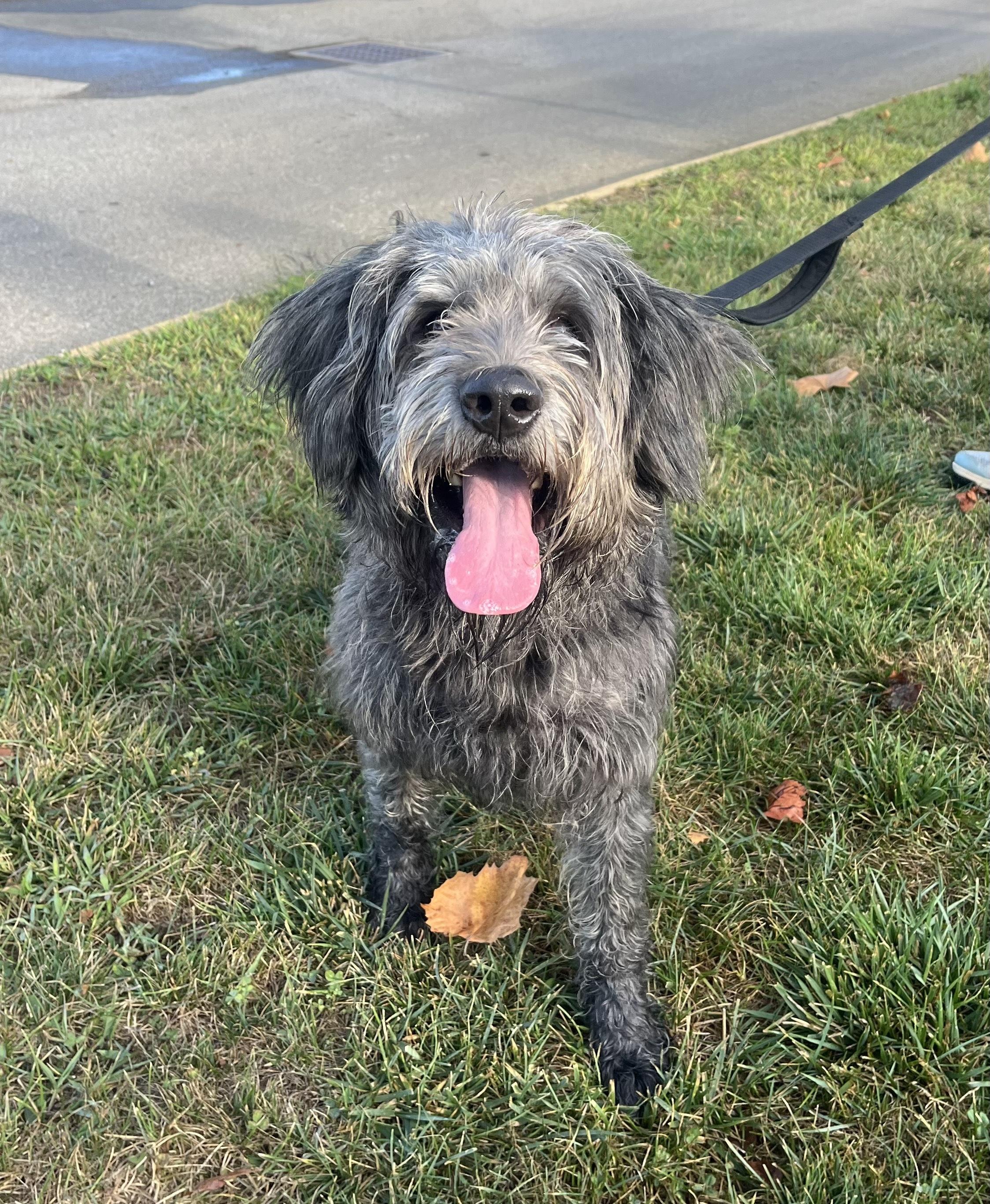 Vader, an adoptable Mixed Breed in Canal Winchester, OH, 43110 | Photo Image 3