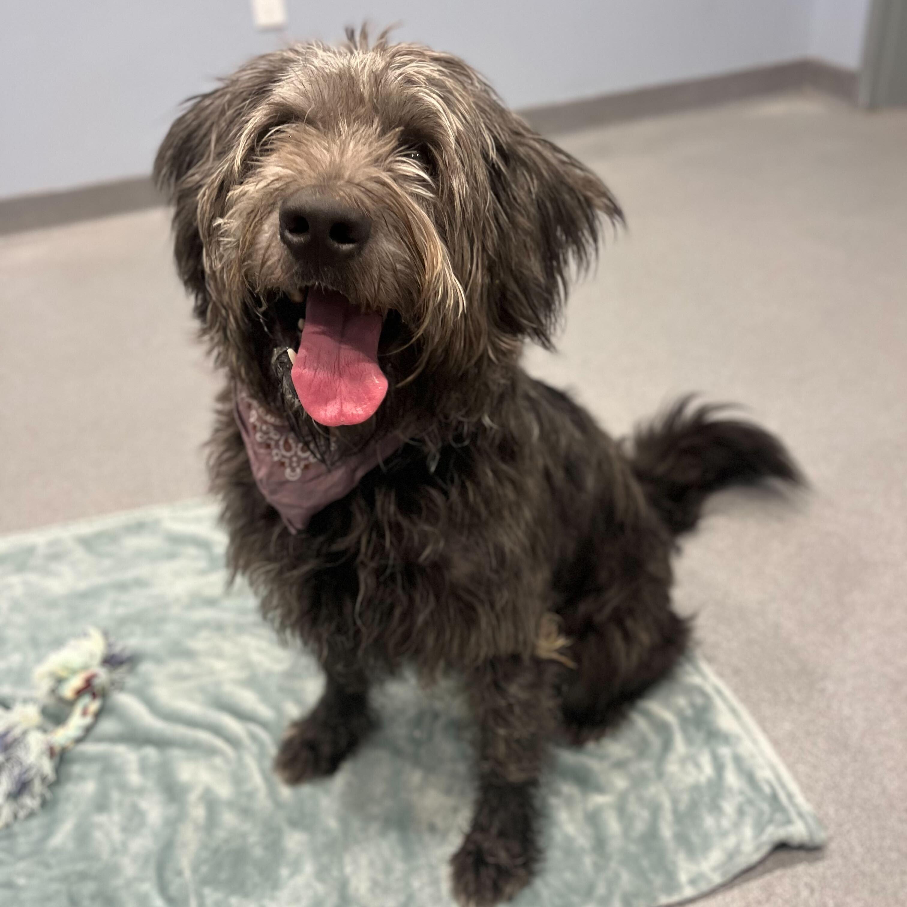 Vader, an adoptable Mixed Breed in Canal Winchester, OH, 43110 | Photo Image 1