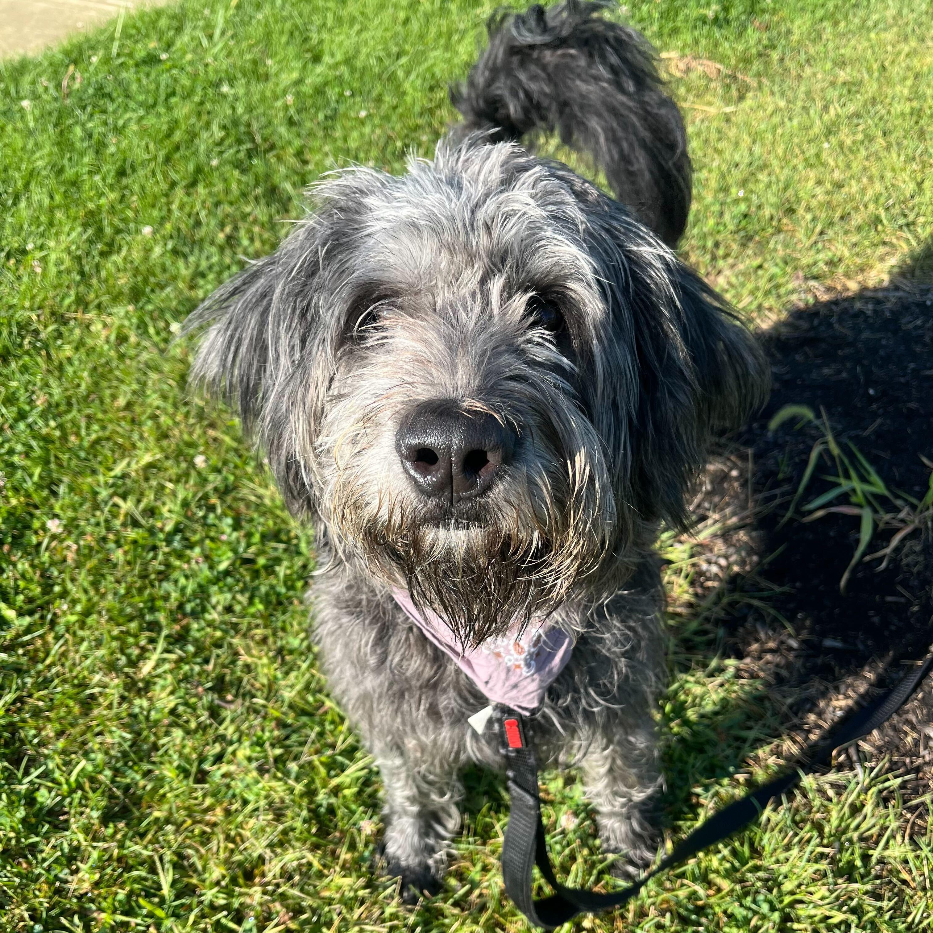 Vader, an adoptable Mixed Breed in Canal Winchester, OH, 43110 | Photo Image 4