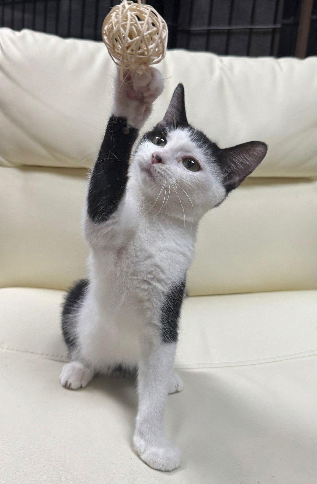 Enlarge Ranger 7.14.25, a Adoptable Domestic Short Hair in Apopka, FL image 1/3