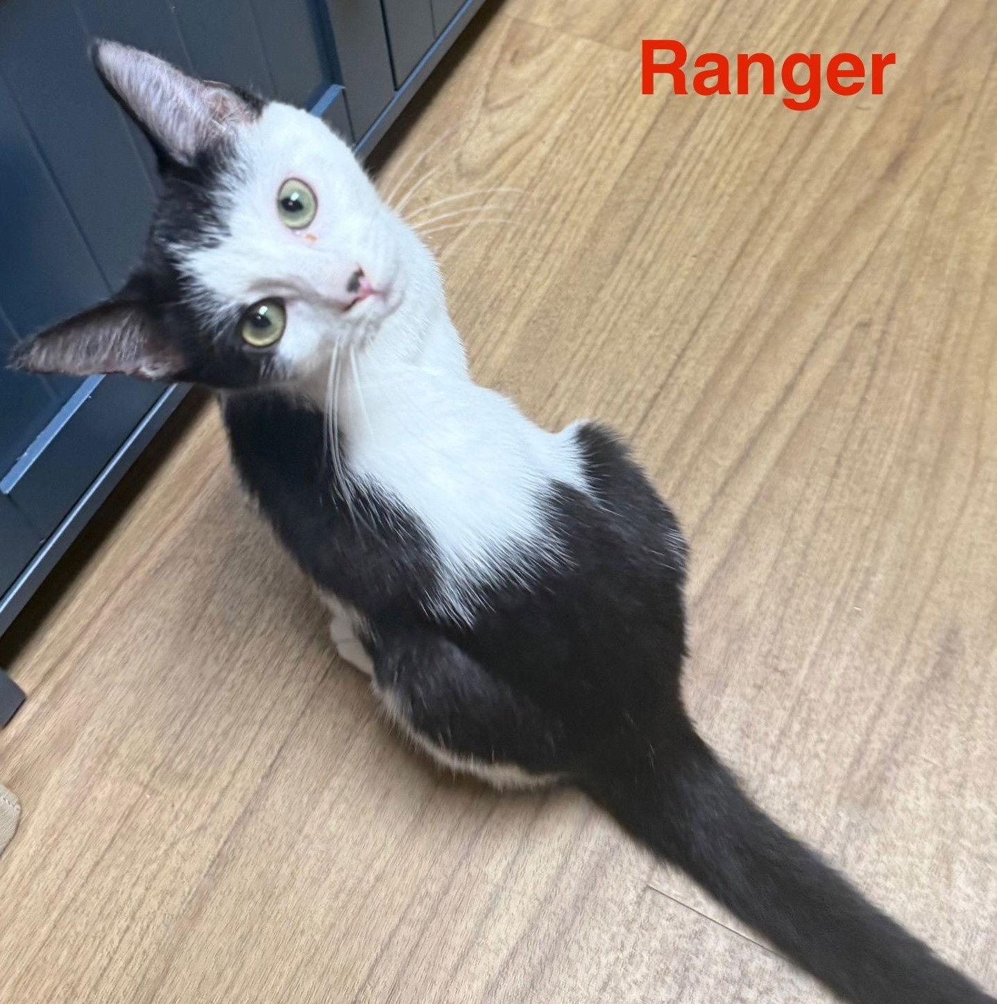 Enlarge Ranger 7.14.25, a Adoptable Domestic Short Hair in Apopka, FL image 2/3