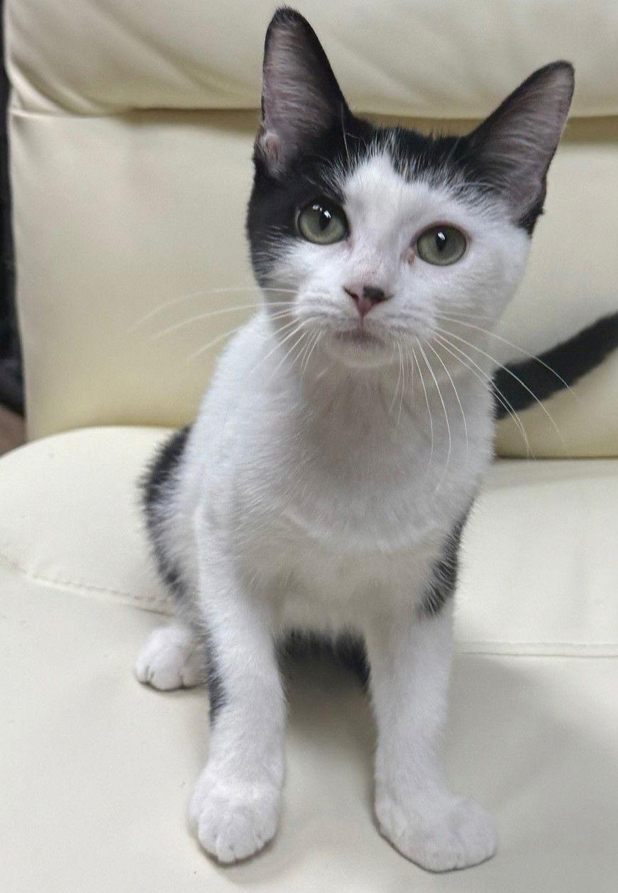 Enlarge Ranger 7.14.25, a Adoptable Domestic Short Hair in Apopka, FL image 3/3