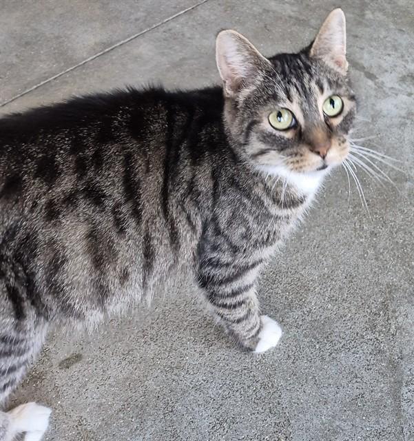 Enlarge CAROLINA, a Adoptable Domestic Short Hair in Decatur, IL image 1/1
