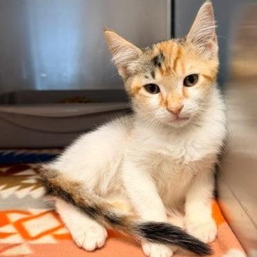 Enlarge Trixie, a Adoptable Domestic Short Hair in Horn Lake, MS image 1/1