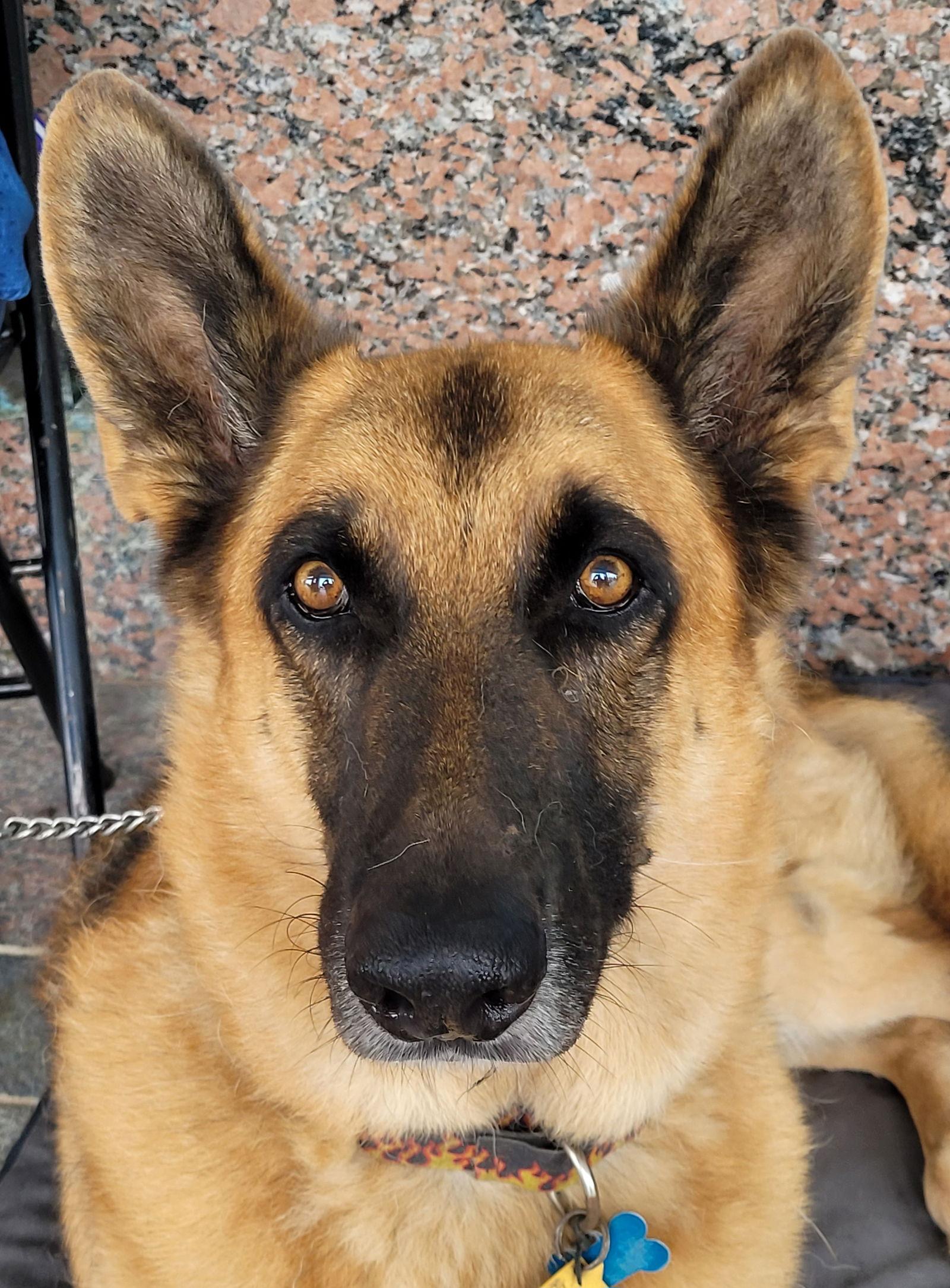 Zeus 4839, a Adoptable German Shepherd Dog in Centreville, VA image 1/3