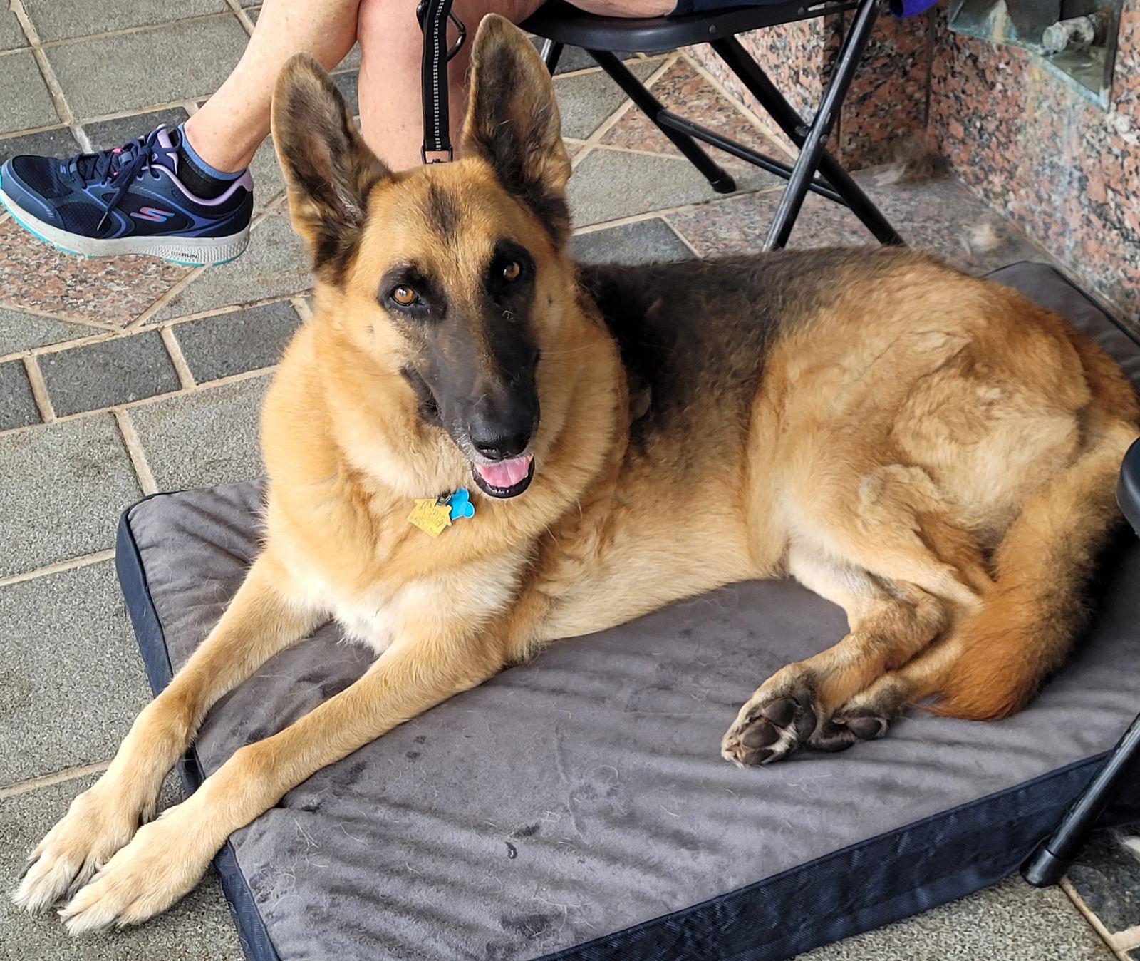 Zeus 4839, a Adoptable German Shepherd Dog in Centreville, VA image 2/3