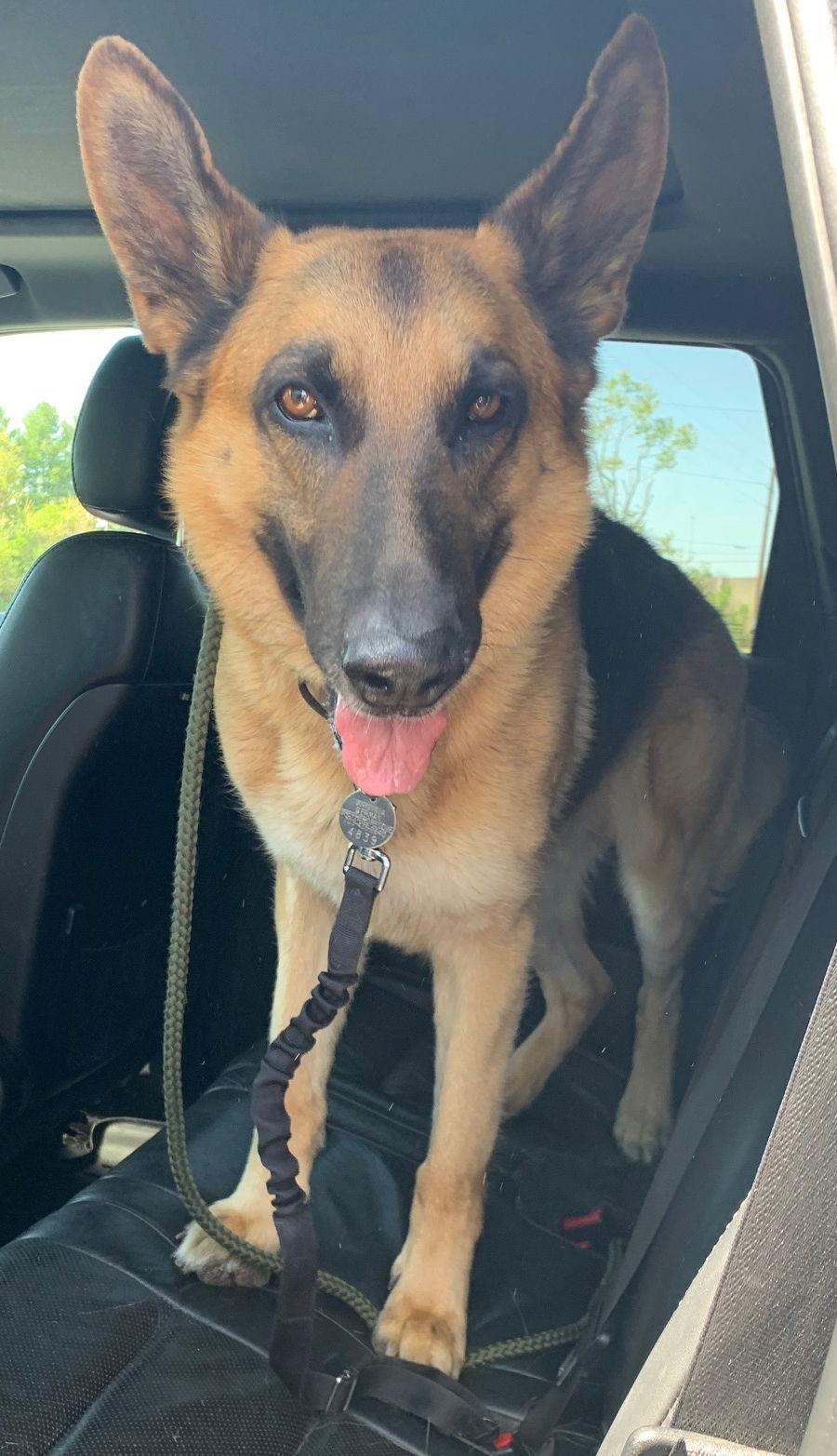 Zeus 4839, a Adoptable German Shepherd Dog in Centreville, VA image 3/3