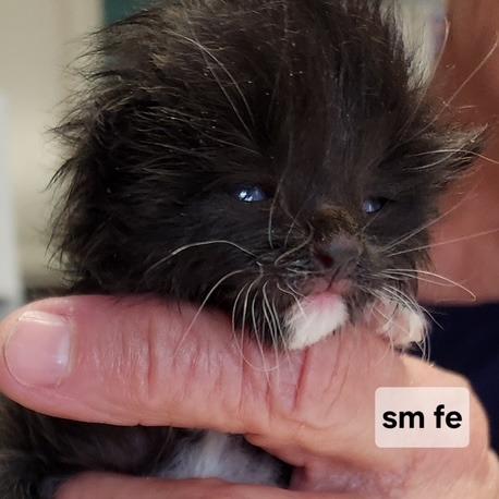 B - Ivy, Adoptable, Kitten Female Domestic Short Hair.