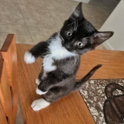 B - Ivy, a Adoptable Domestic Short Hair in Arizona City, AZ image 2/2