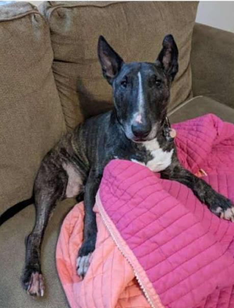 Enlarge 26-002 Flint, a Adoptable Bull Terrier in New York, NY image 3/3