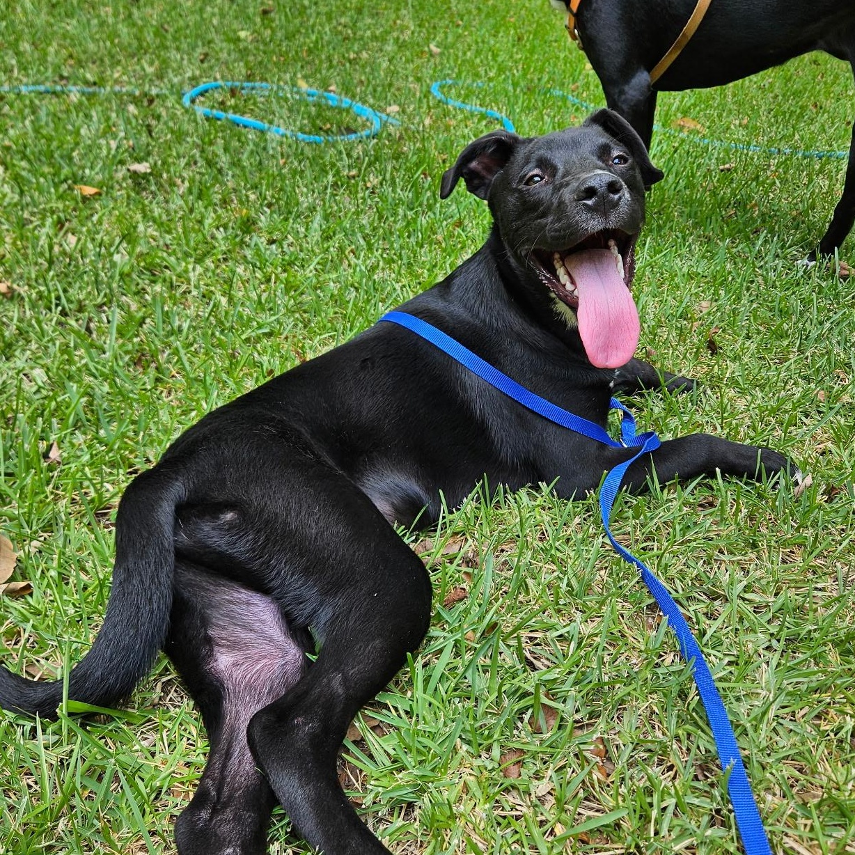 Leo (aka Liam), Adoptable, Puppy Male Black Labrador Retriever.