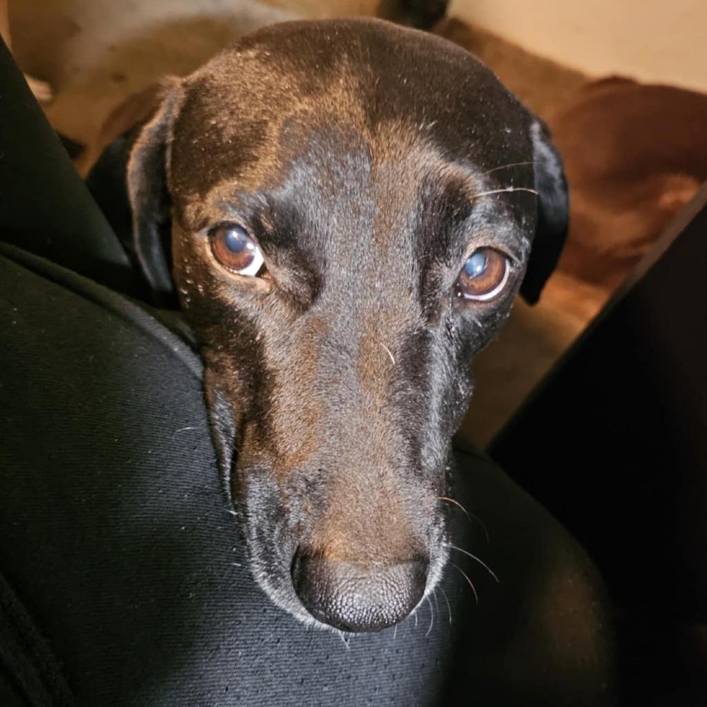 Koko AKA lovebug RE — thumbnail 2