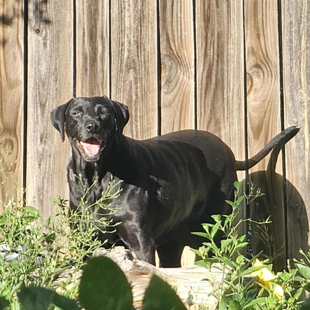 Koko AKA lovebug RE — thumbnail 5