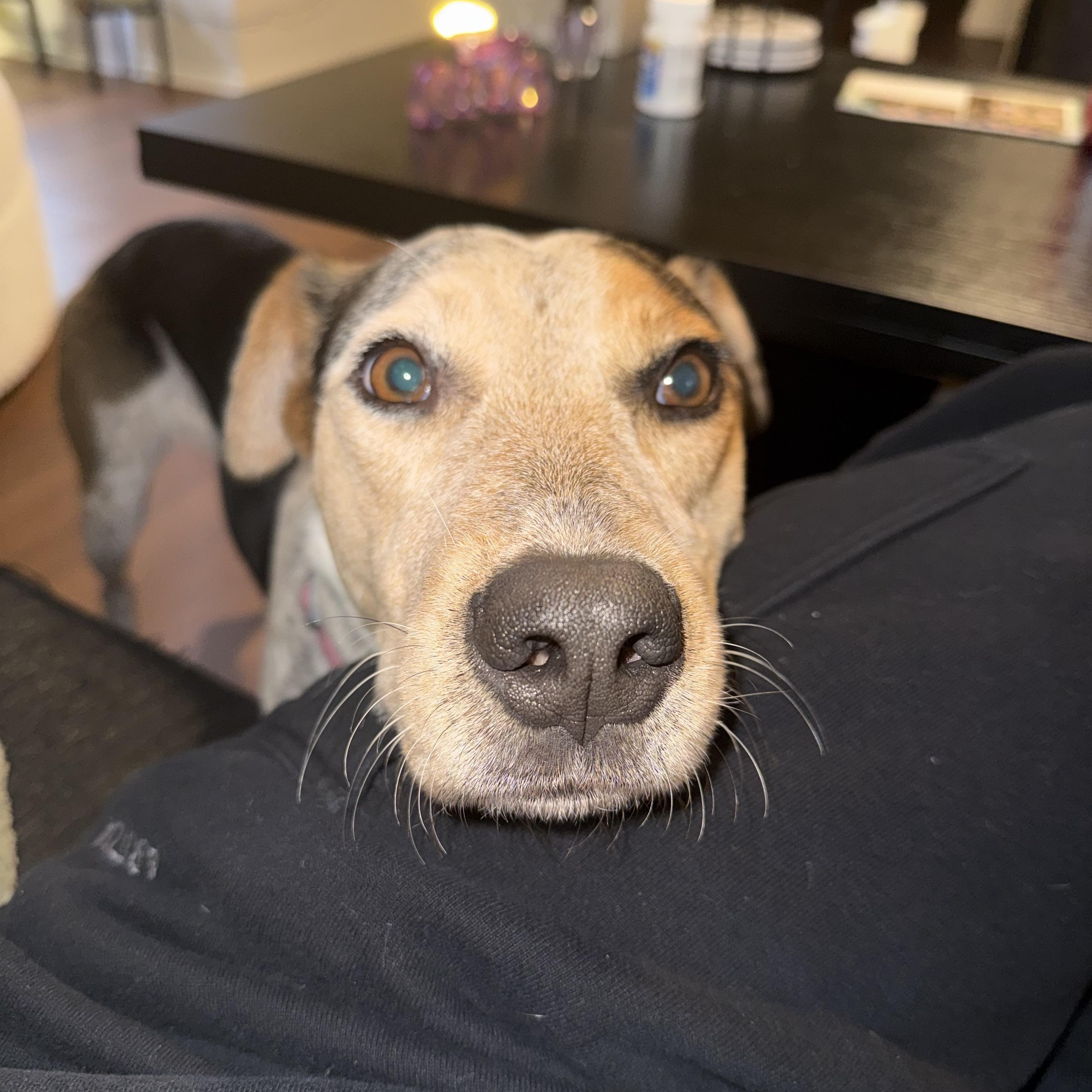 Enlarge Rogue, a Adoptable mixed breed in Marina del Rey, CA image 1/6