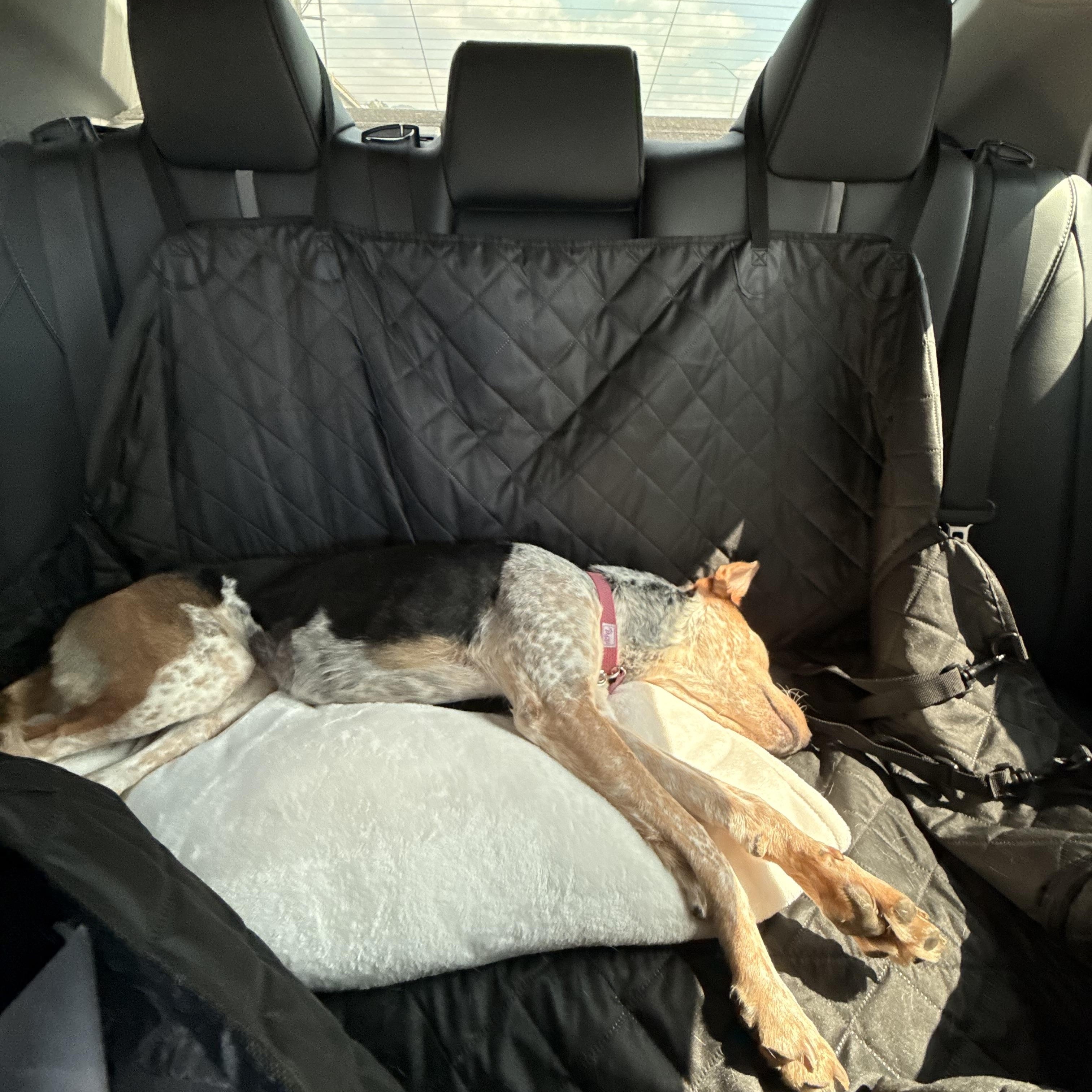 Enlarge Rogue, a Adoptable mixed breed in Marina del Rey, CA image 4/6