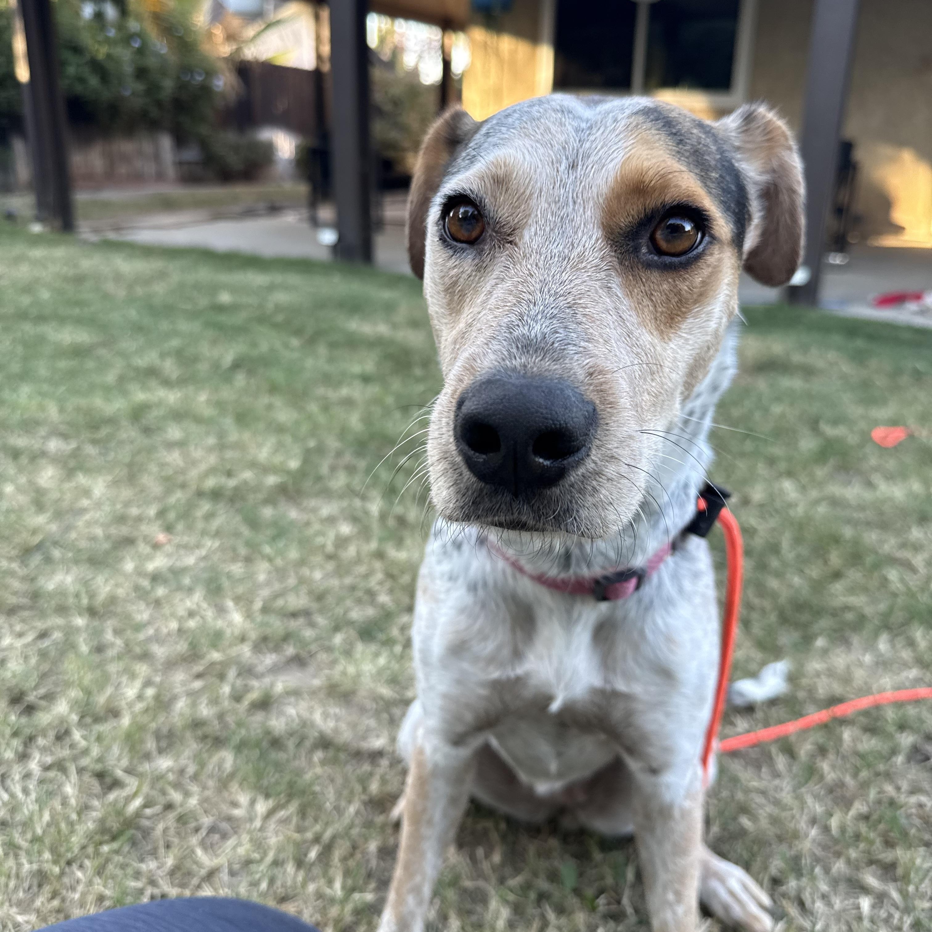 Enlarge Rogue, a Adoptable mixed breed in Marina del Rey, CA image 5/6