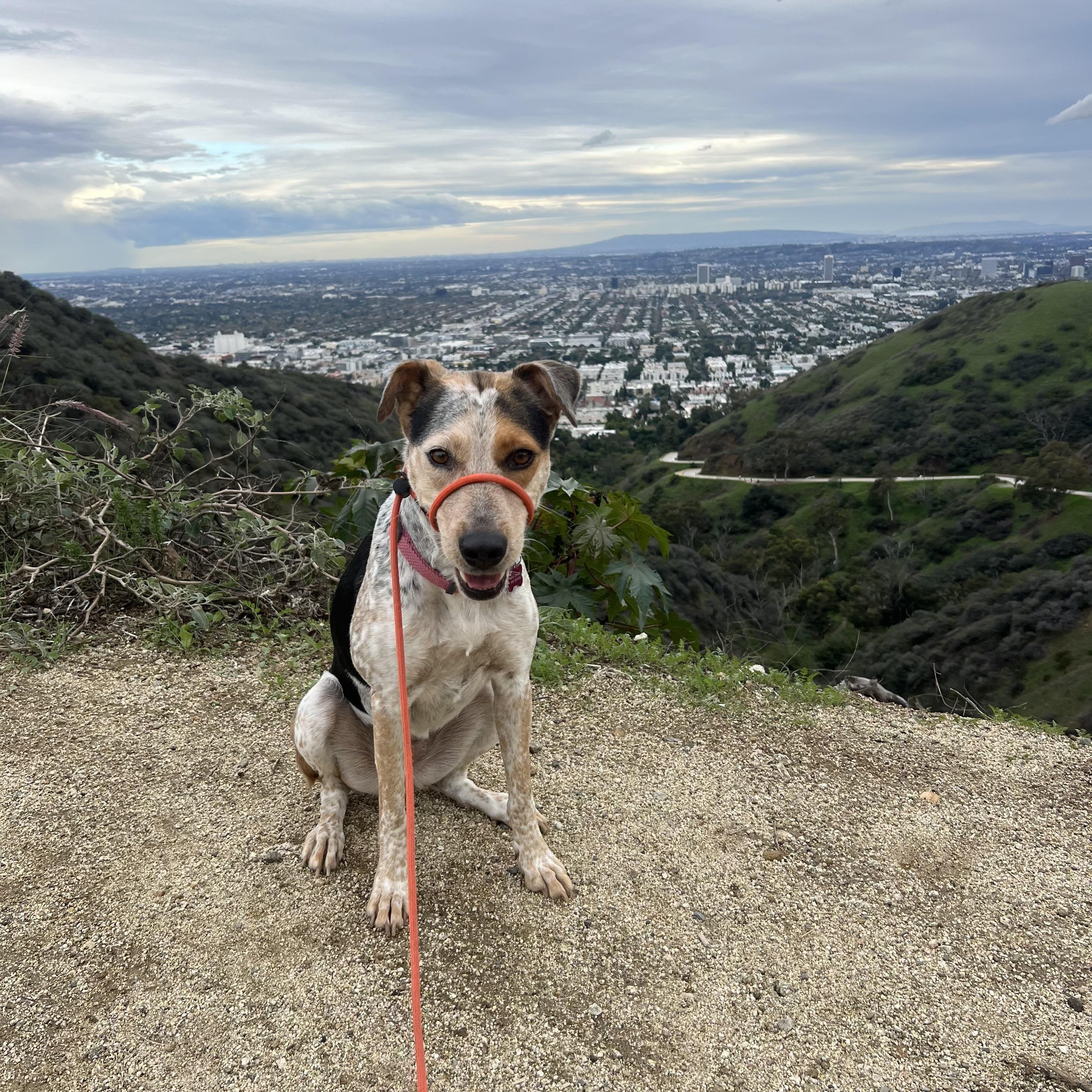Enlarge Rogue, a Adoptable mixed breed in Marina del Rey, CA image 2/6