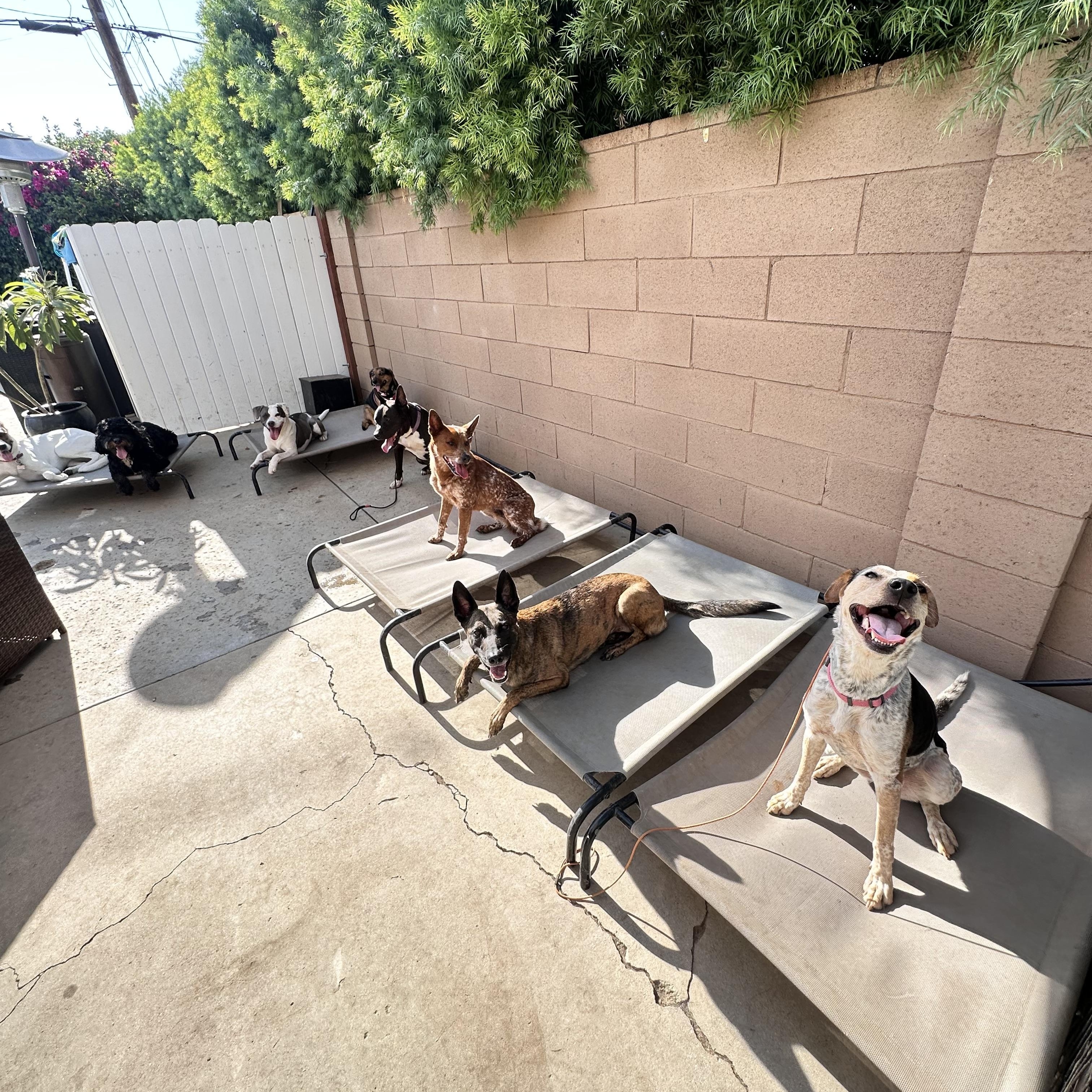 Enlarge Rogue, a Adoptable mixed breed in Marina del Rey, CA image 3/6