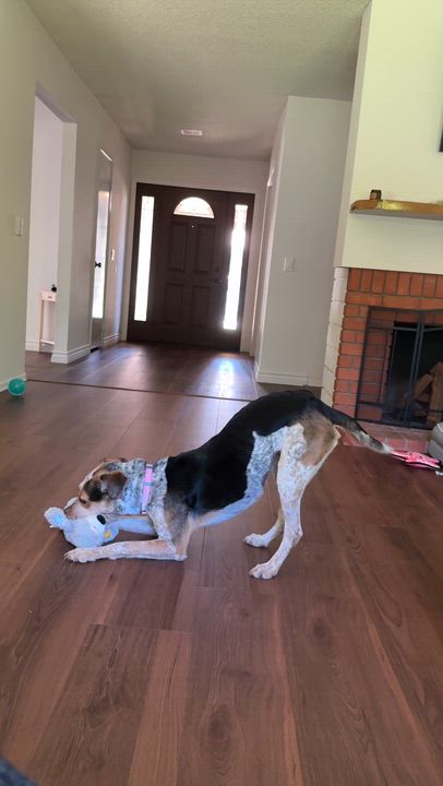 Enlarge Rogue, a Adoptable mixed breed in Marina del Rey, CA video 6/6