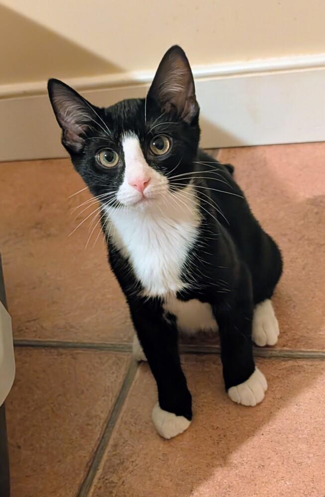 Tux, Adoptable, Kitten Male Domestic Short Hair.