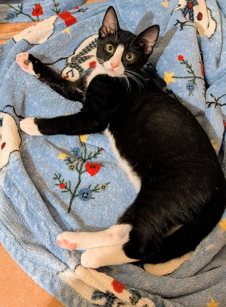 Enlarge Tux, a Adoptable Domestic Short Hair in Louisa, VA image 2/2