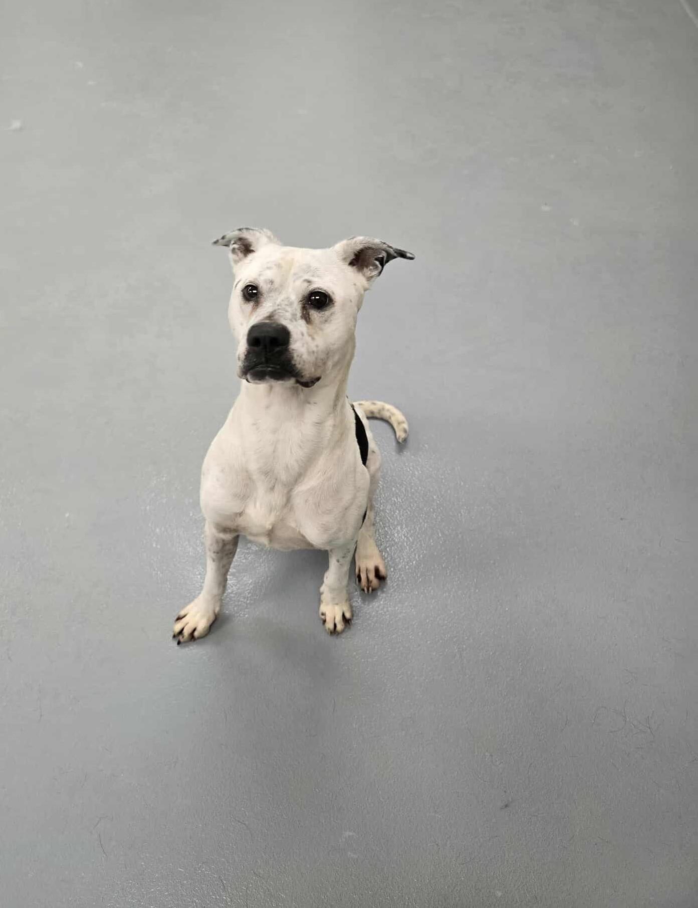 Pecan, Adoptable, Adult Male Boxer.