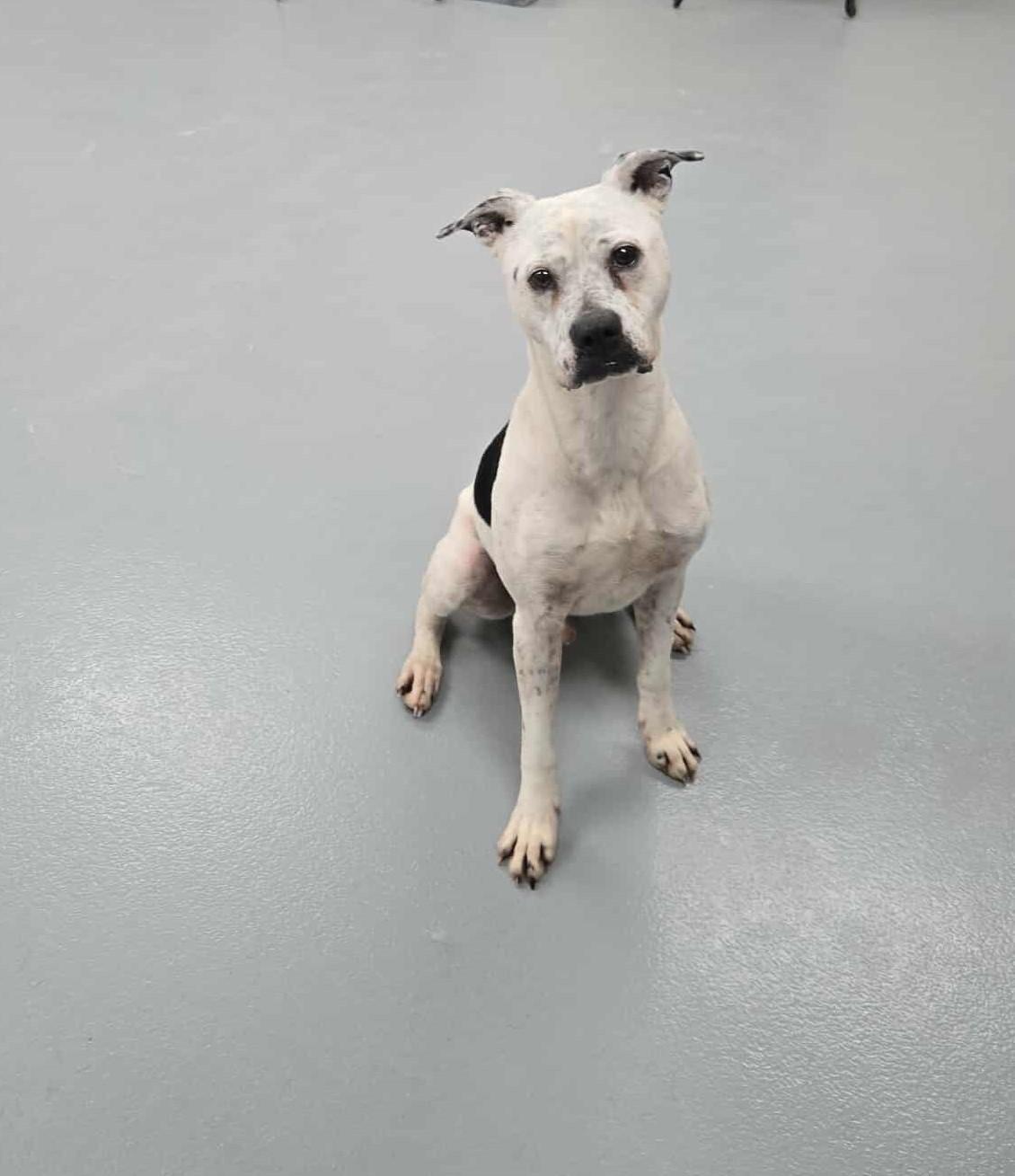 Enlarge Pecan, a Adoptable mixed breed in Silver Springs, NV image 2/3