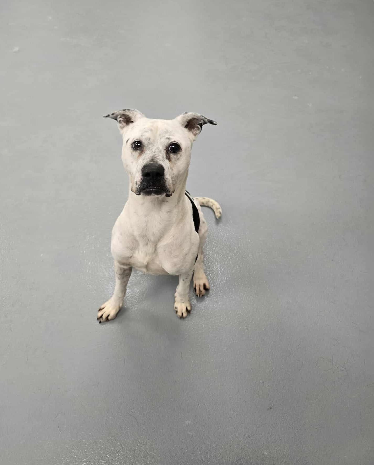 Enlarge Pecan, a Adoptable mixed breed in Silver Springs, NV image 3/3