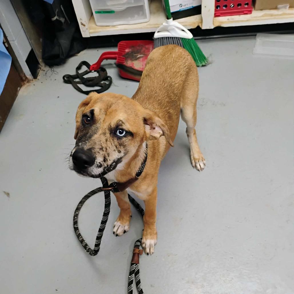 Enlarge Julie, a Adoptable Mixed Breed in Duncan, OK image 1/1