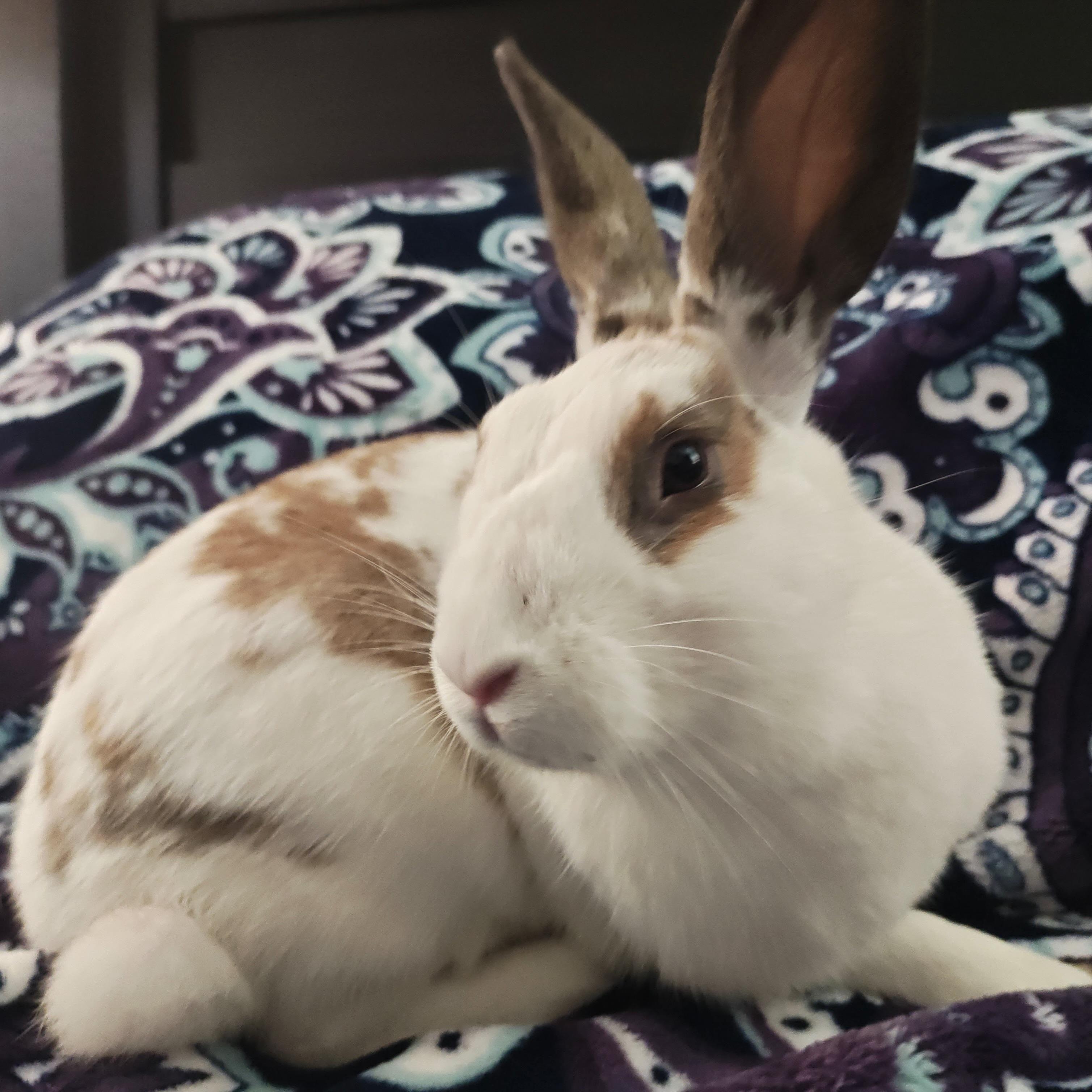 Majorica, a Adopted English Spot in Livermore, CA image 3/6