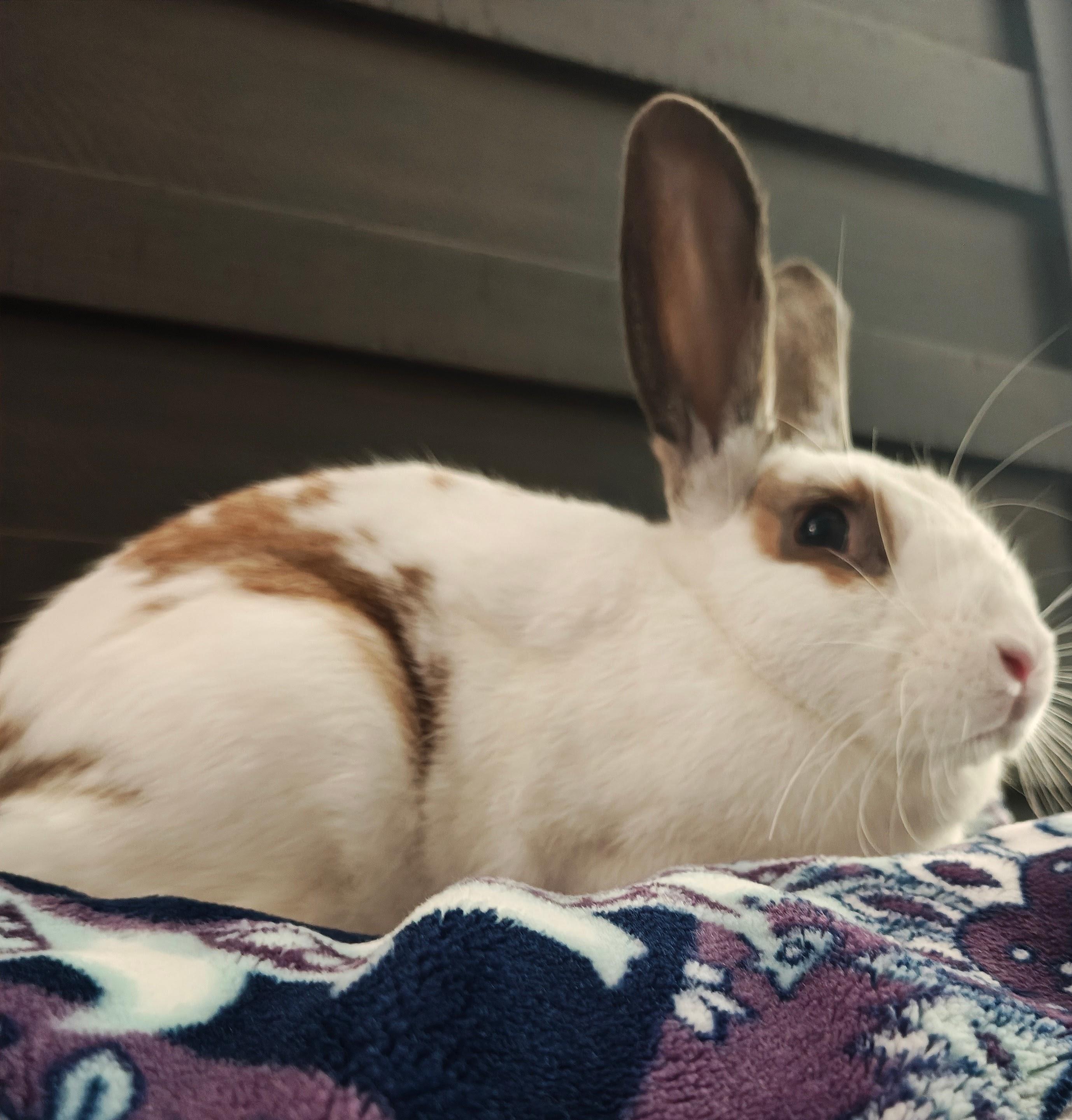 Majorica, a Adopted English Spot in Livermore, CA image 6/6