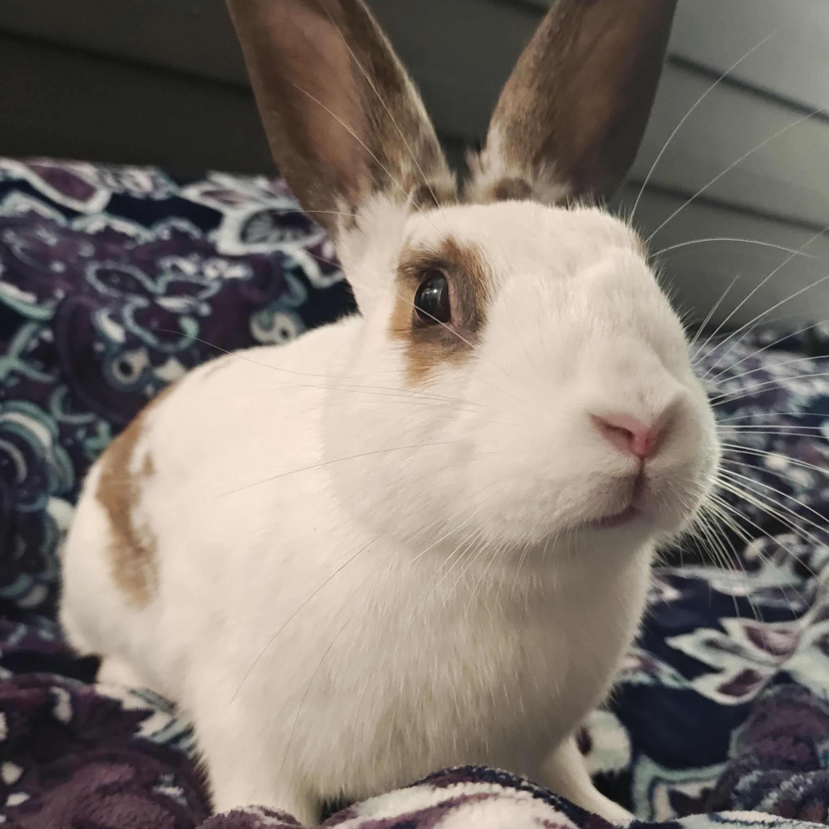 Majorica, Adopted, Young Female English Spot.