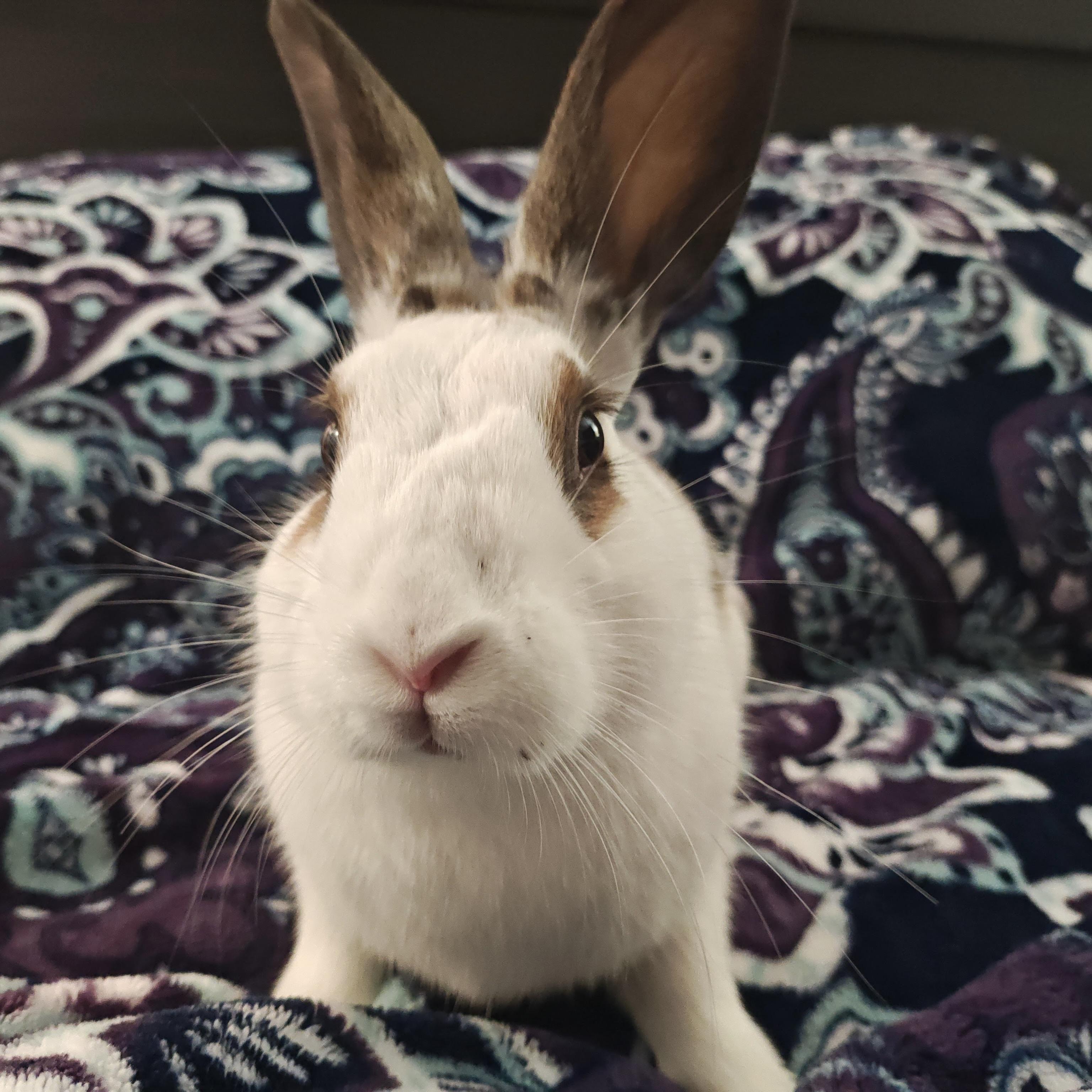 Majorica, a Adopted English Spot in Livermore, CA image 4/6